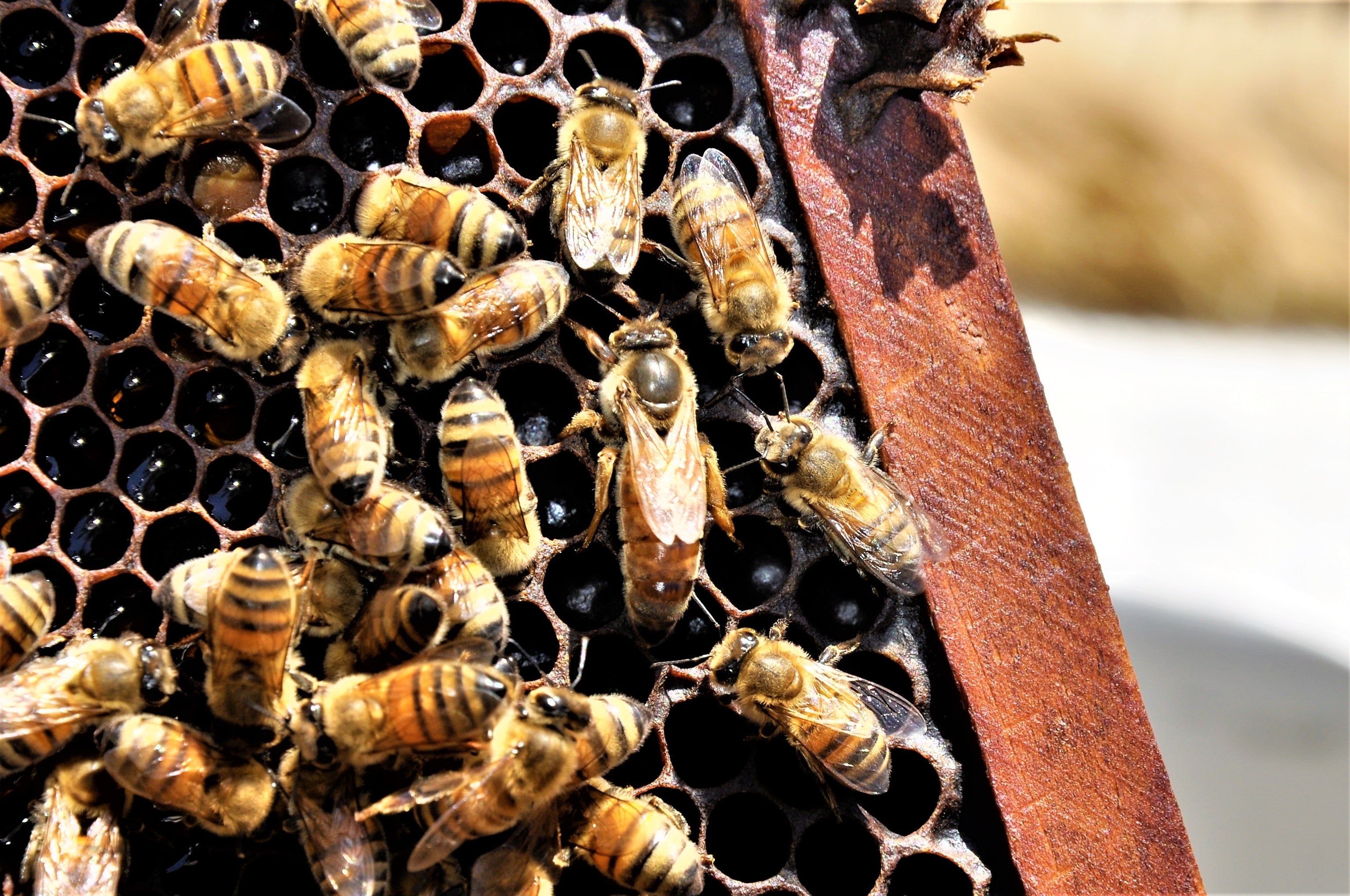 Buckfast 3 lb. Package Bees with Queen - Live Honey Bees for Beekeeping - Pickup in Riverside, CA | Perfect for Backyard Hives, Pollination & Honey Production