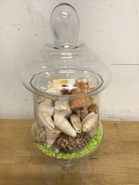 13 Clear Glass Jars with Shells - Perfect for DIY Crafts, Wedding Favors, and Home Decor Storage