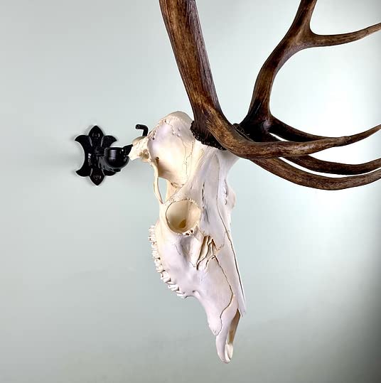 Adjustable Bull Bracket European Elk Skull Hanger Mount Kit - Heavy Duty 100+ lb Capacity for Elk, Moose, Caribou, Buffalo & Cattle Taxidermy - Oil Rubbed Bronze Wall Mount - Made in USA - Perfect for Hunting Lodges, Cabin Decor & Trophy Displays
