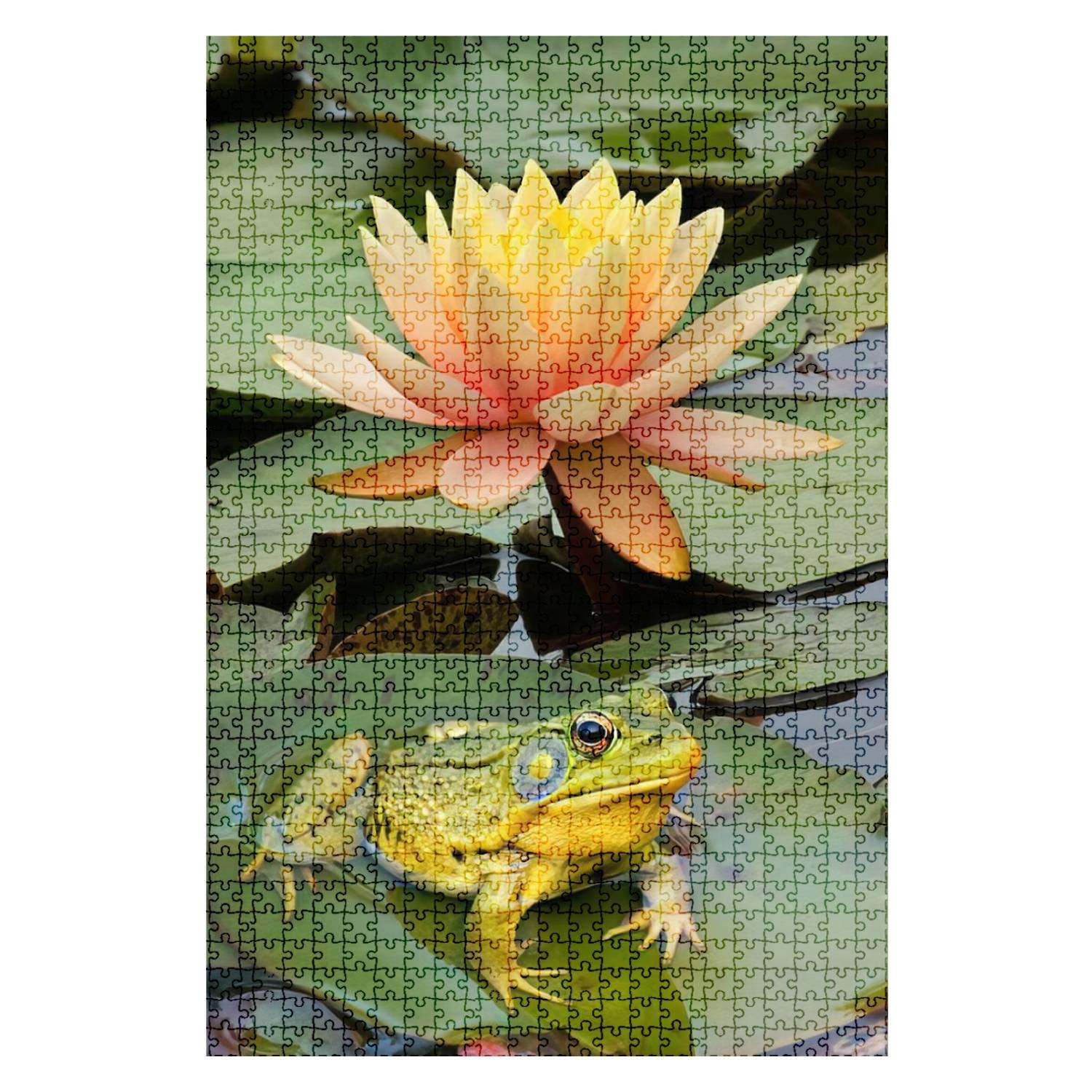 1000-Piece Wooden Jigsaw Puzzle - Bullfrog on Lily Pad with Water Lilies - Fun & Challenging Adult Puzzle - Large DIY Educational Board Game - Home Decor Gift for Kids & Adults - Perfect for Family Game Nights, Stress Relief & Cognitive Development