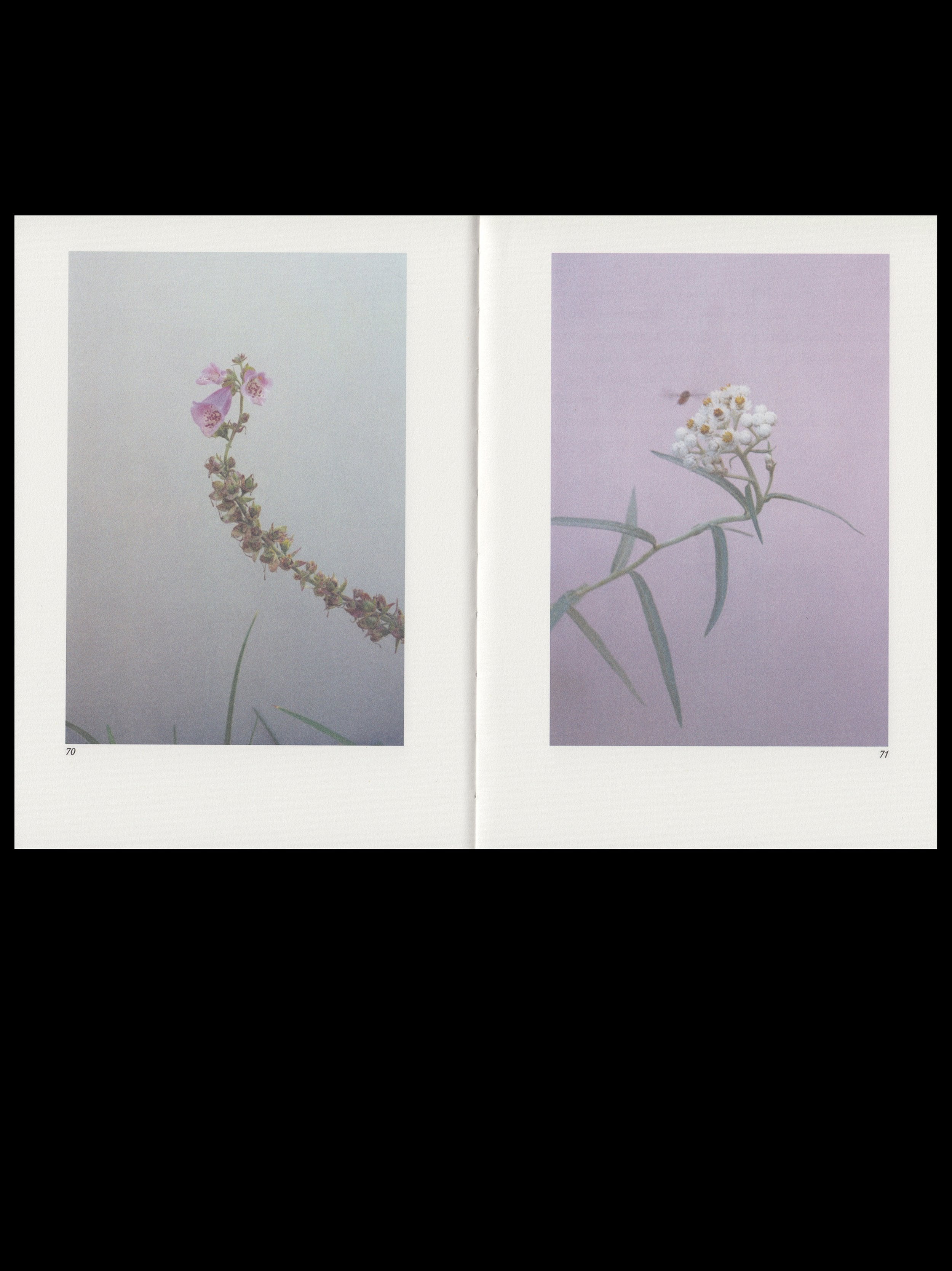 Almost All the Flowers in My Mother’s Garden by Hilla Kurki - Beautiful Floral Art Book for Home Decor, Gift Ideas & Garden Inspiration