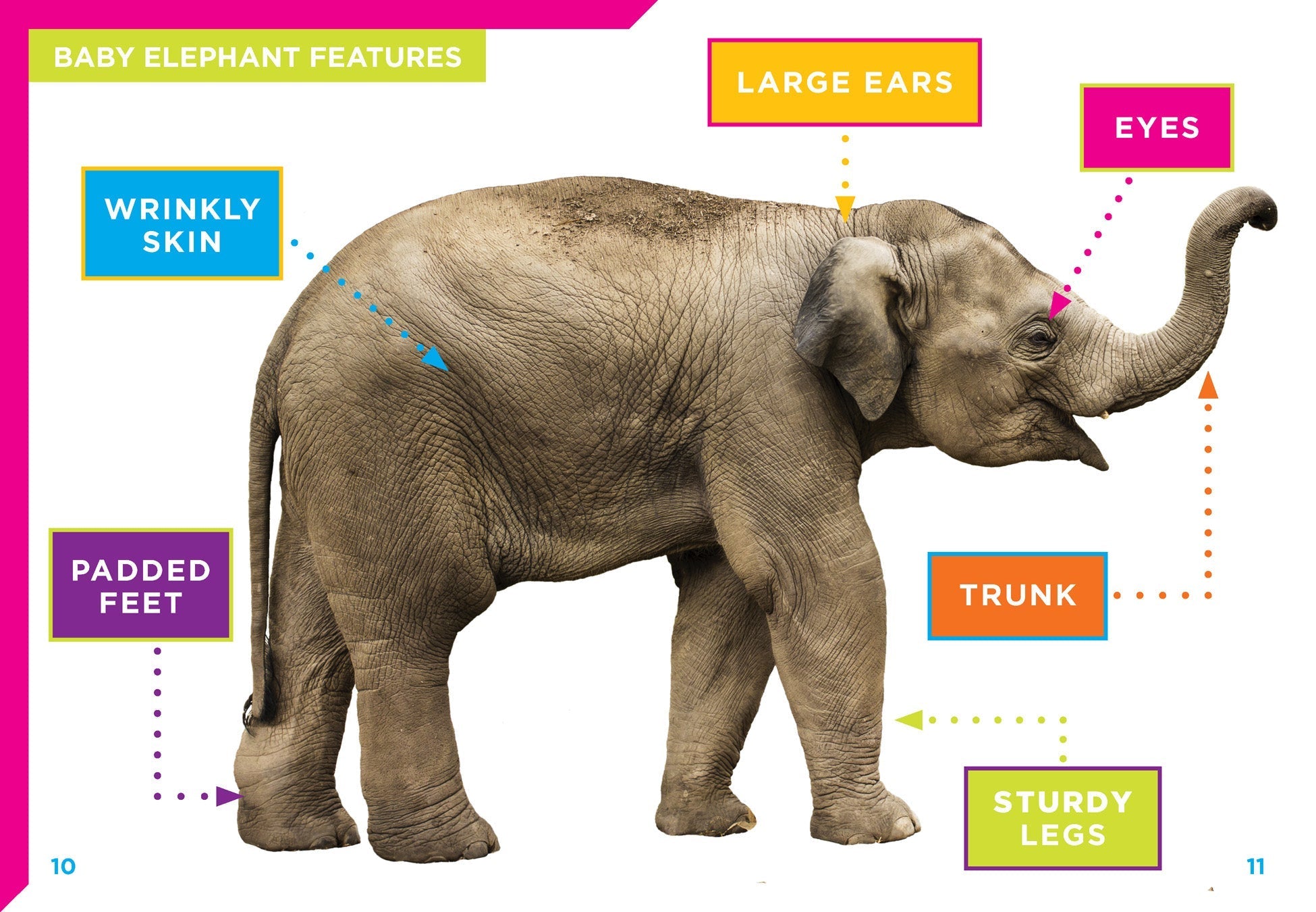 Baby Elephants Book 9781680727692 - Fun & Educational Animal Stories for Kids, Perfect for Bedtime Reading & Early Learning