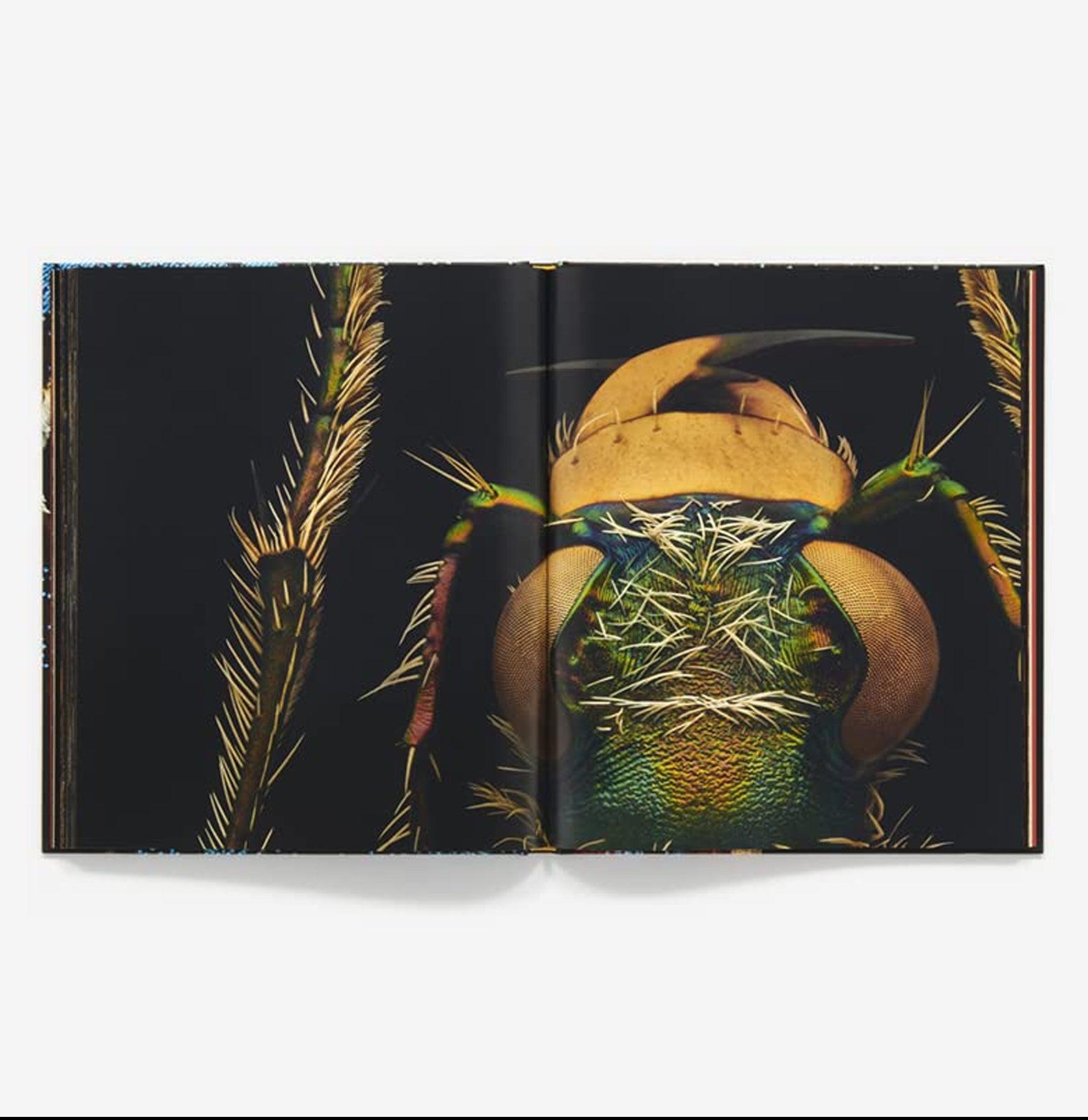 Extinct & Endangered Insects in Peril - Rare Bug Species Collection for Education & Conservation - Perfect for Science Classrooms, Nature Museums & Wildlife Preservation Projects