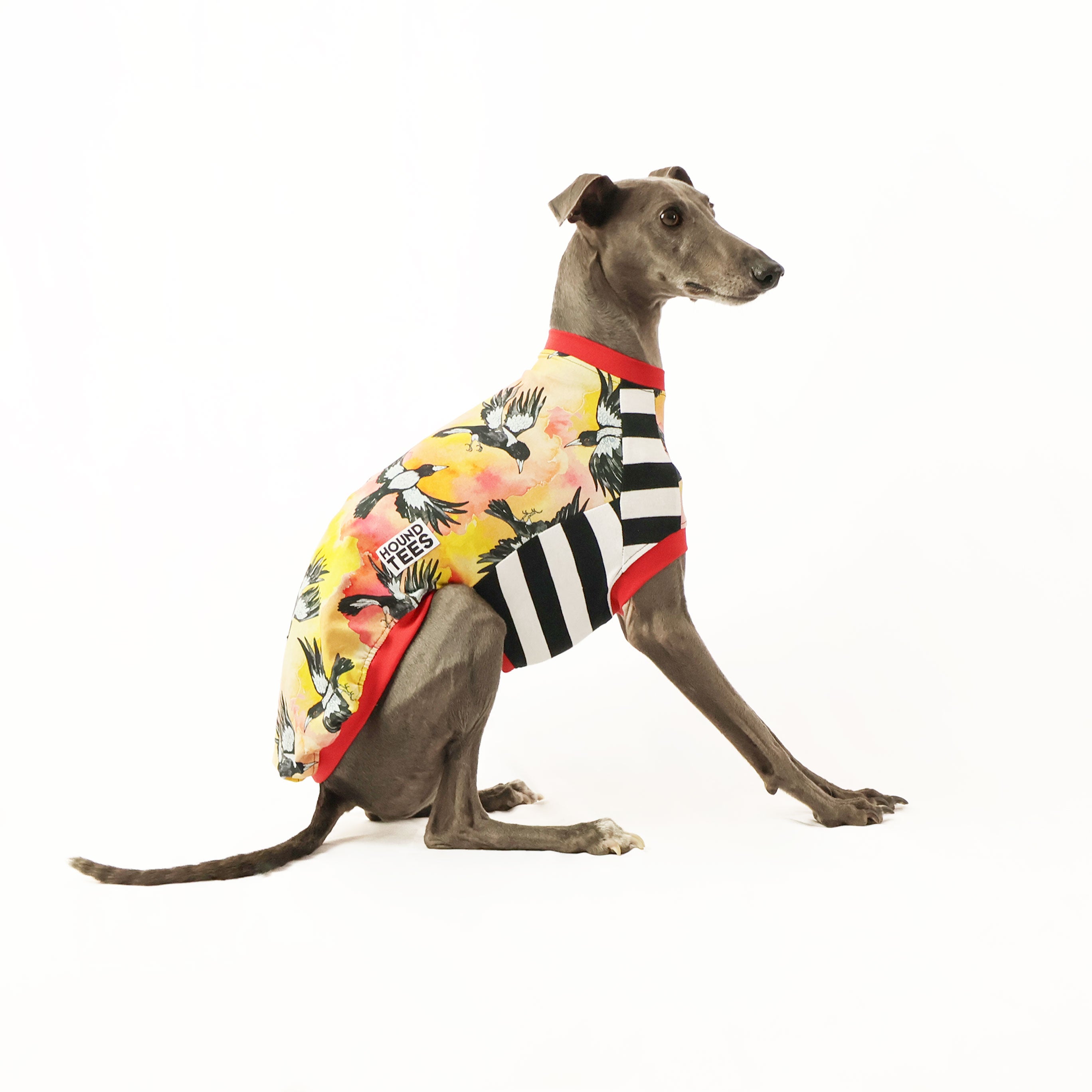 Whippet Sleeveless Dog T-Shirt - Comfortable Pet Apparel for Active Hounds - Perfect for Running, Walks & Outdoor Adventures