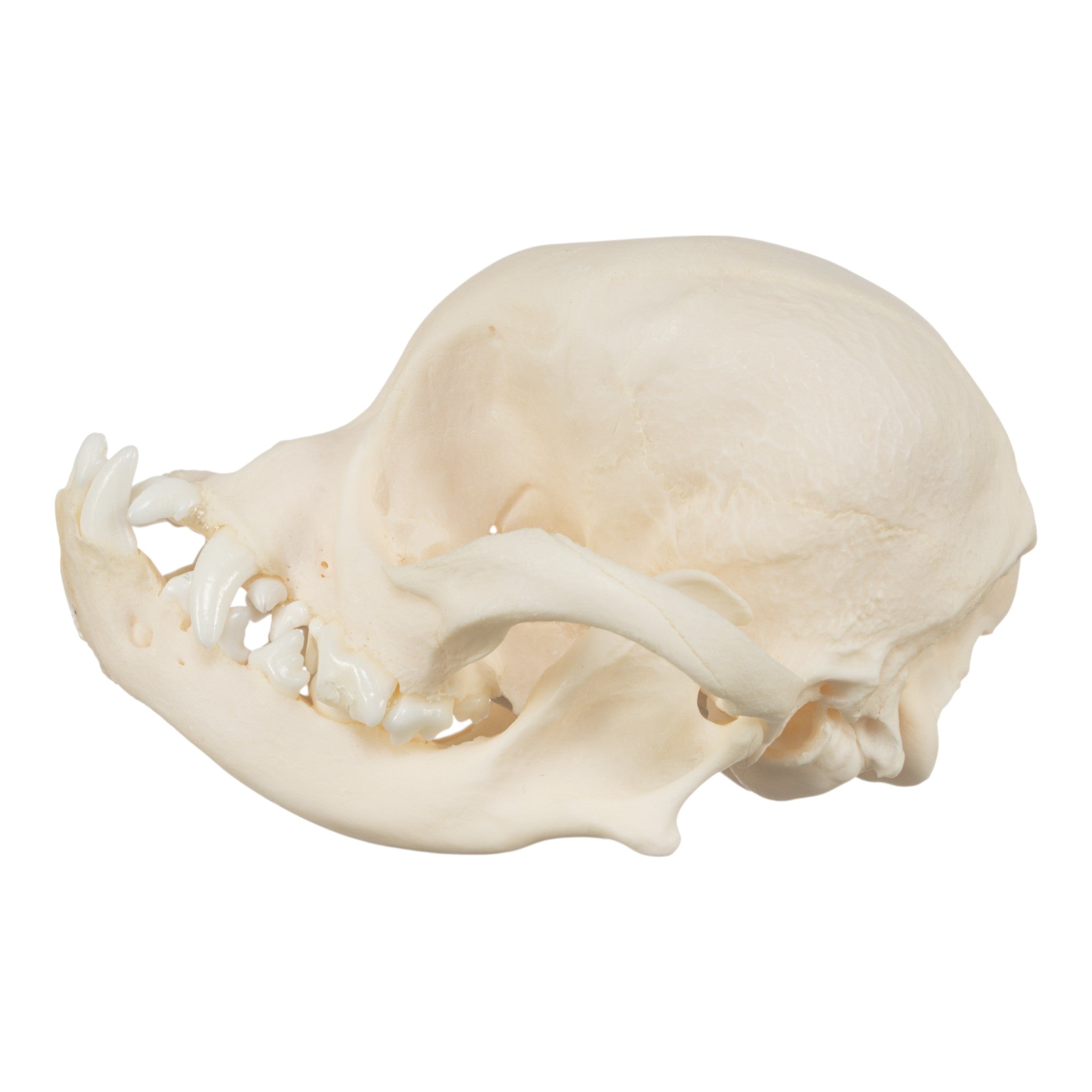 Authentic Japanese Chin Dog Skull Replica - Realistic Canine Anatomy Model for Veterinary Study, Taxidermy & Halloween Decor
