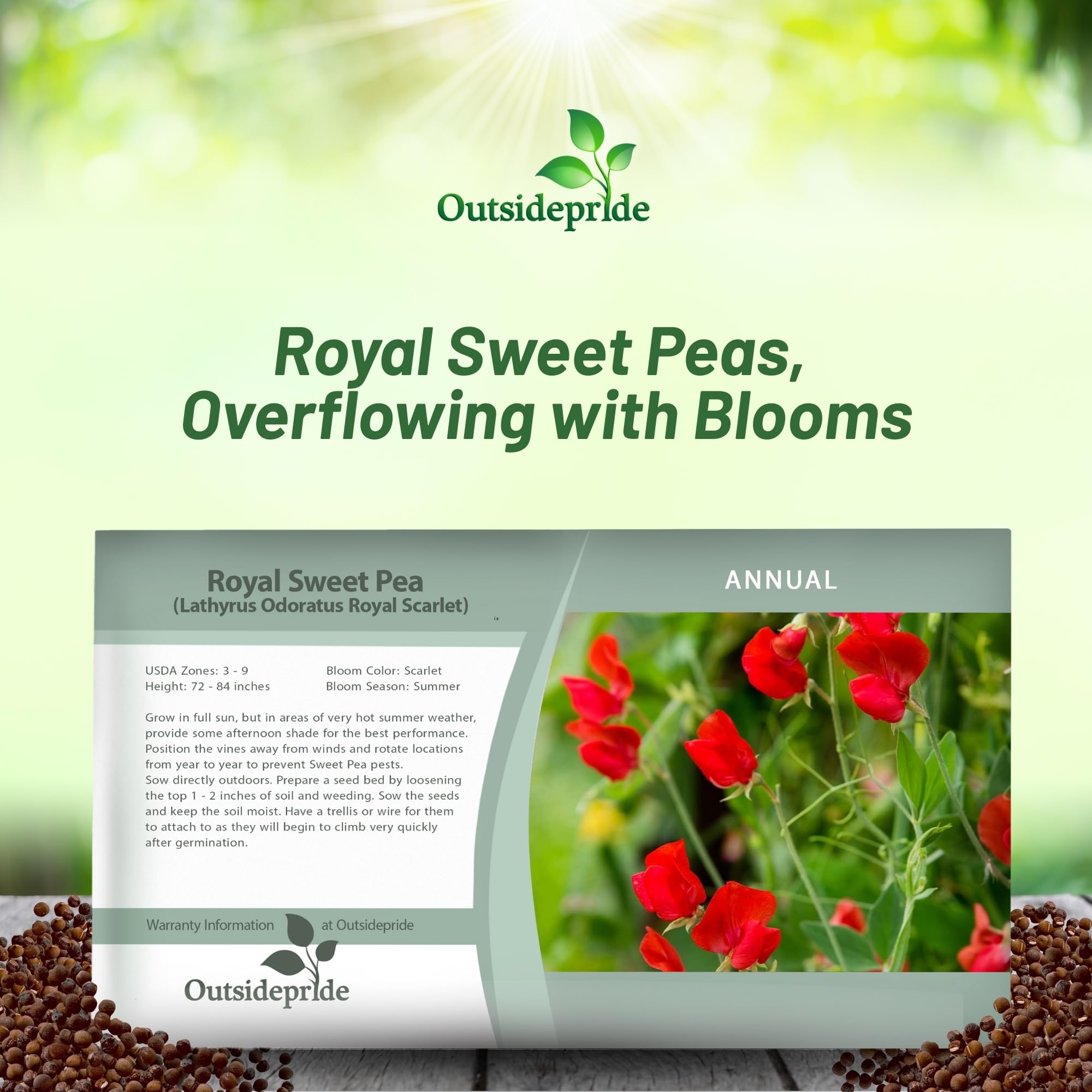 Outsidepride 250 Seeds Annual Lathyrus Odoratus Sweet Peas Royal Scarlet Vine Seeds for Planting - Fragrant Climbing Flowers for Garden Trellis, Fence & Container Gardening