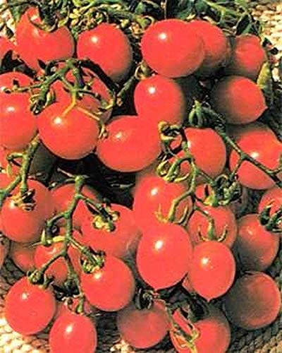 Italian Patio Cherry Tomato Seeds - High Yield, Super Sweet, Non-GMO (200 Seeds) for Home Garden, Balcony, and Container Planting