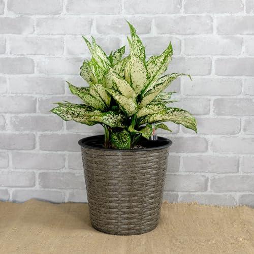 2 Pack Catleza Self-Watering Wicker Planters - Round Decorative Flower Pots for Indoor & Outdoor Use - Perfect for Home, Office, Patio, and Garden Decor