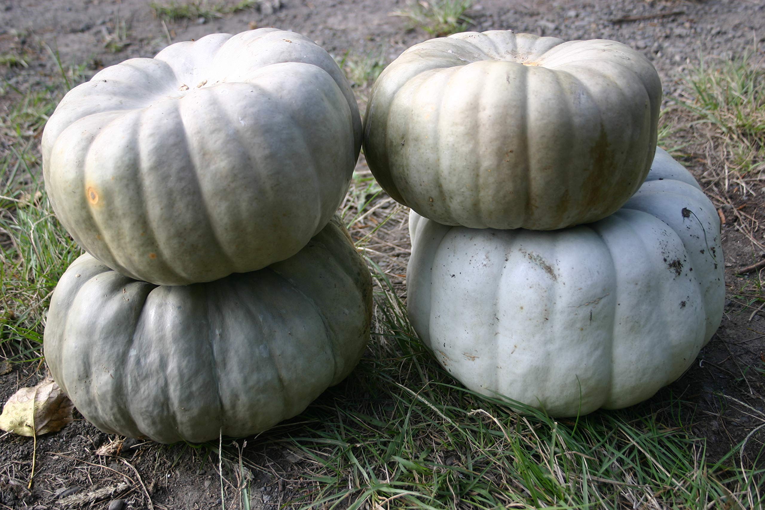 Blue Pumpkin Queensland Giant Seeds - Non-GMO Heirloom Vegetable for Halloween Decor & Rare Ornamental Gardening | Perfect for Fall Harvest, Holiday Displays & Unique Garden Landscapes