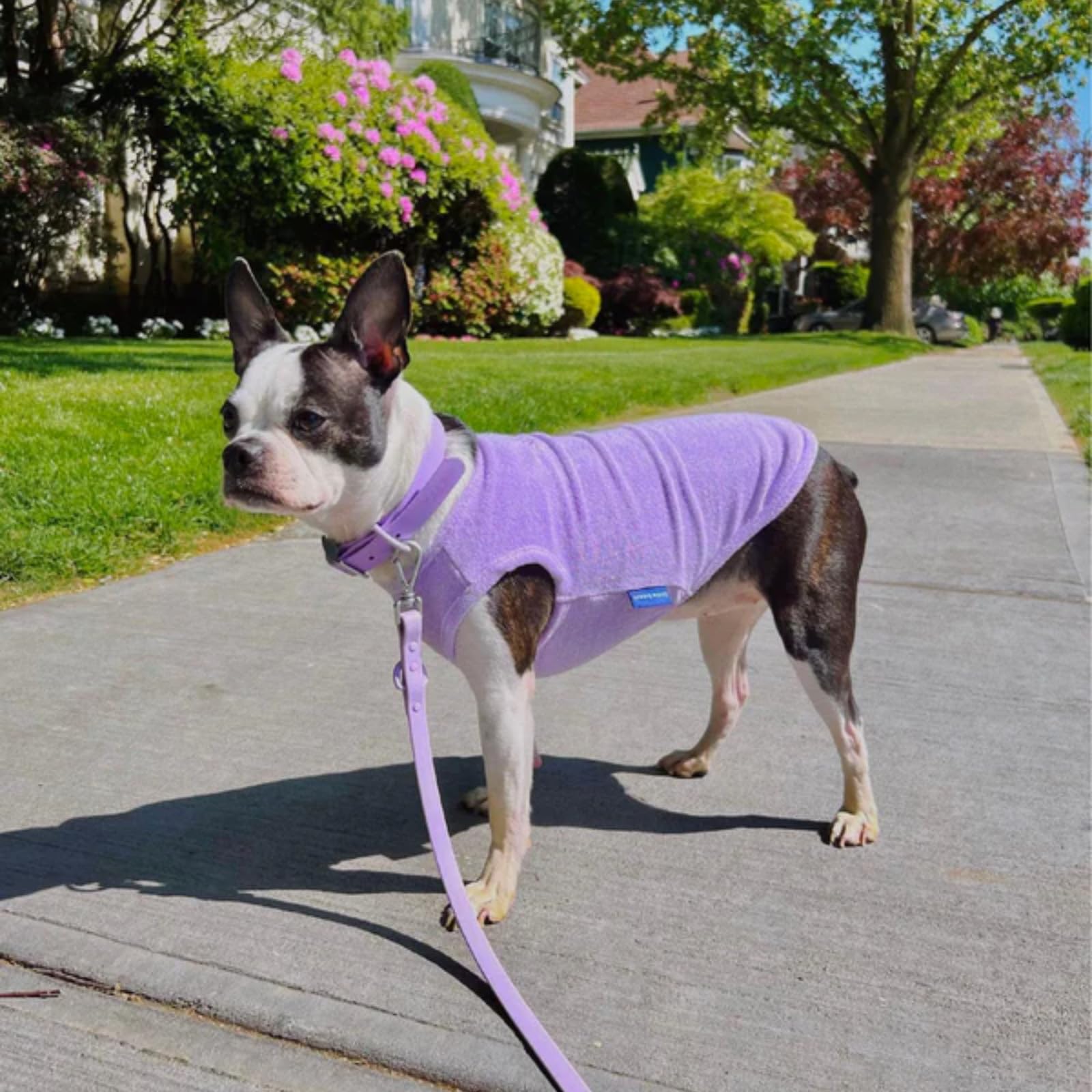 Little Beast Dog Clothes for Small/Medium/Large Dogs - Purple Shirt for Outdoor Walks