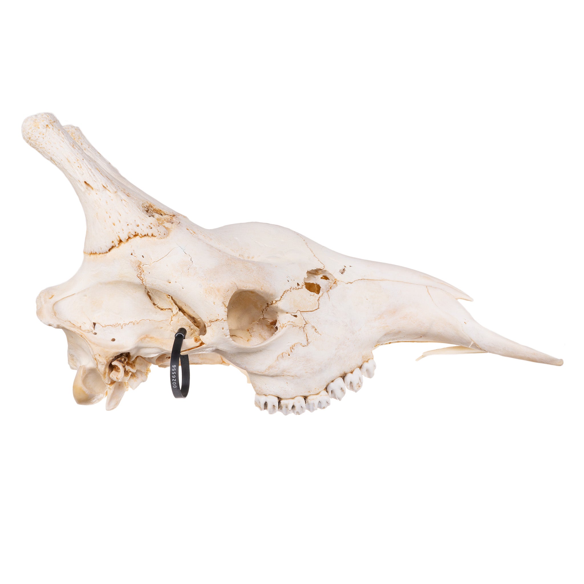 Authentic Southern Giraffe Skull - Male Specimen Without Mandible for Taxidermy, Home Decor, and Natural History Collections