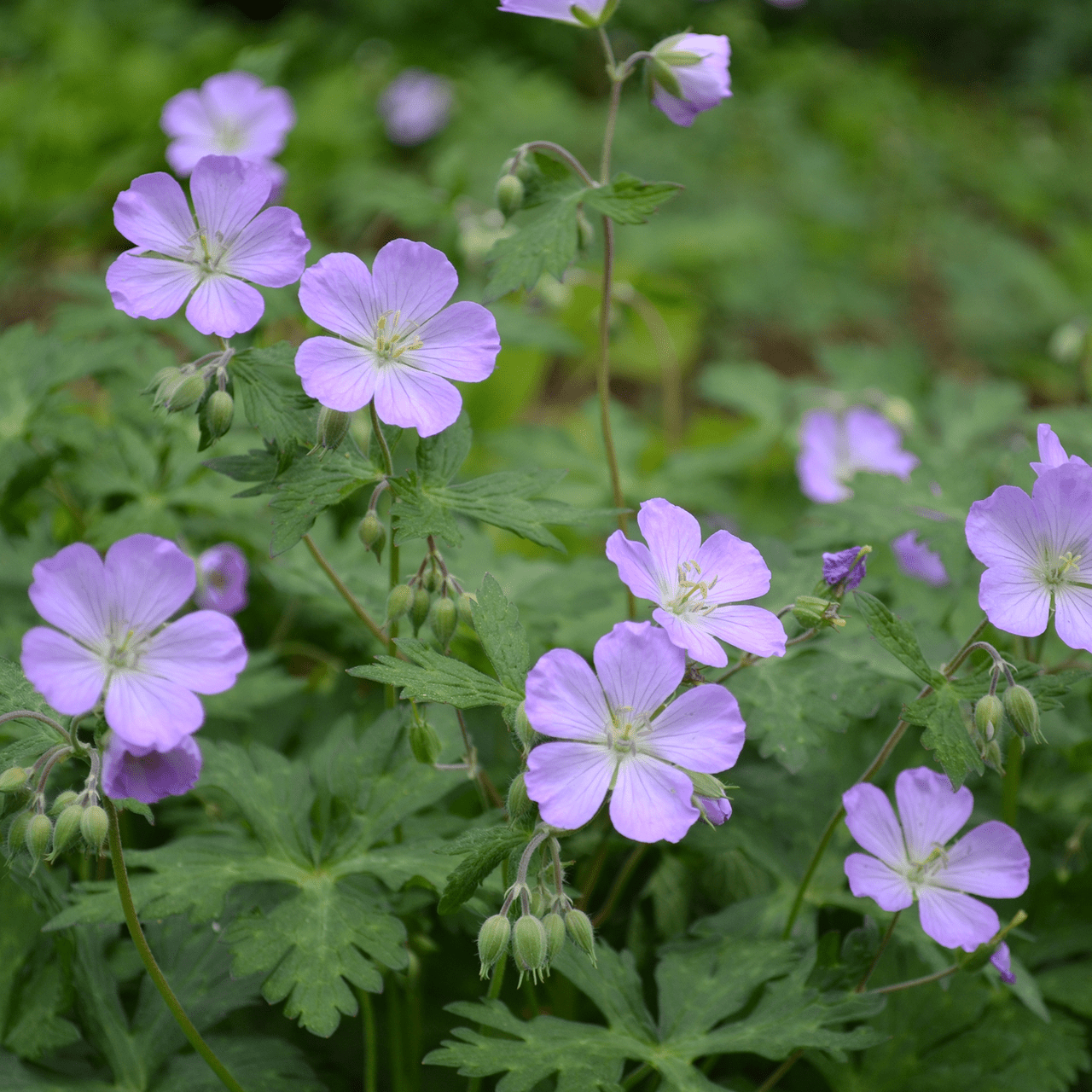 Bare Root Wild Geranium (Geranium maculatum) - Native Perennial Shade Plant for Woodland Gardens & Natural Landscapes