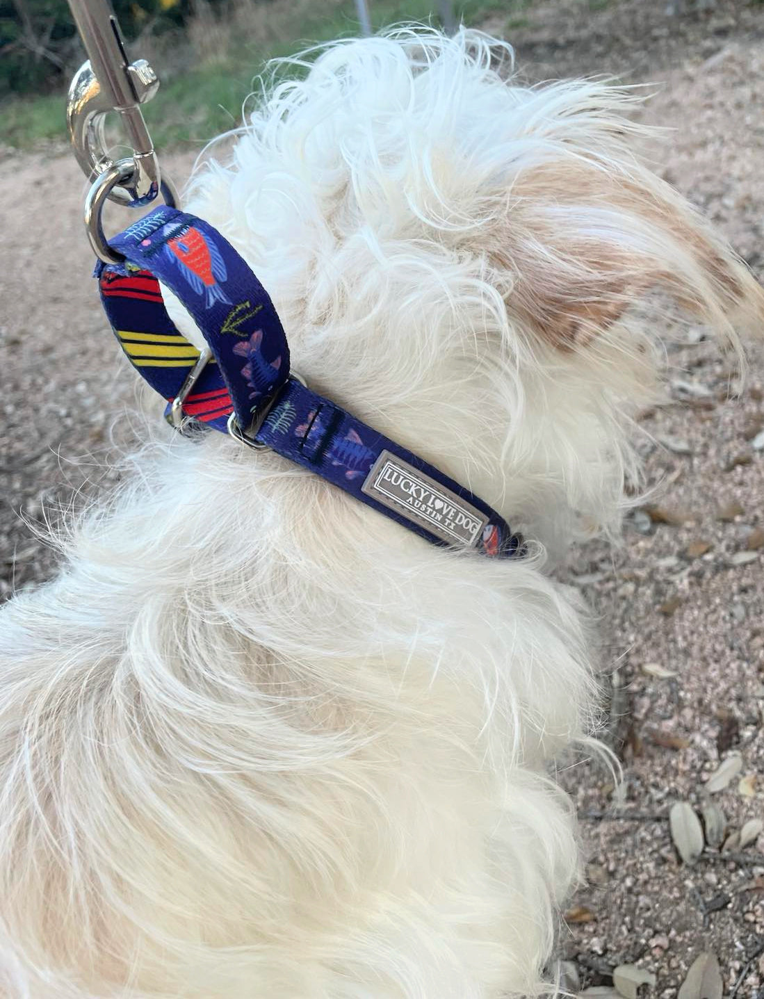 Premium Martingale Dog Collar for Training & Control - Adjustable Nylon Pet Collar for Medium & Large Dogs - Perfect for Walking, Hiking & Outdoor Adventures
