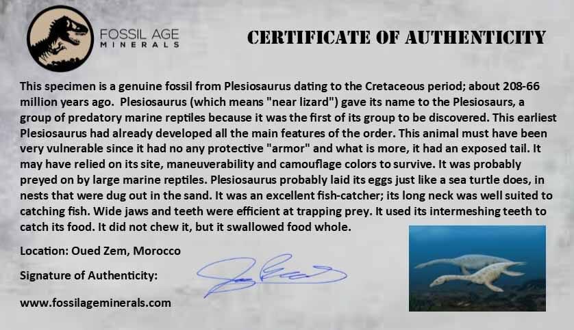 1.5 Inch Authentic Plesiosaur Zarafasaura Tooth Fossil in Matrix - Cretaceous Dinosaur Era Specimen with COA - Perfect for Fossil Collectors, Paleontology Enthusiasts, and Educational Displays