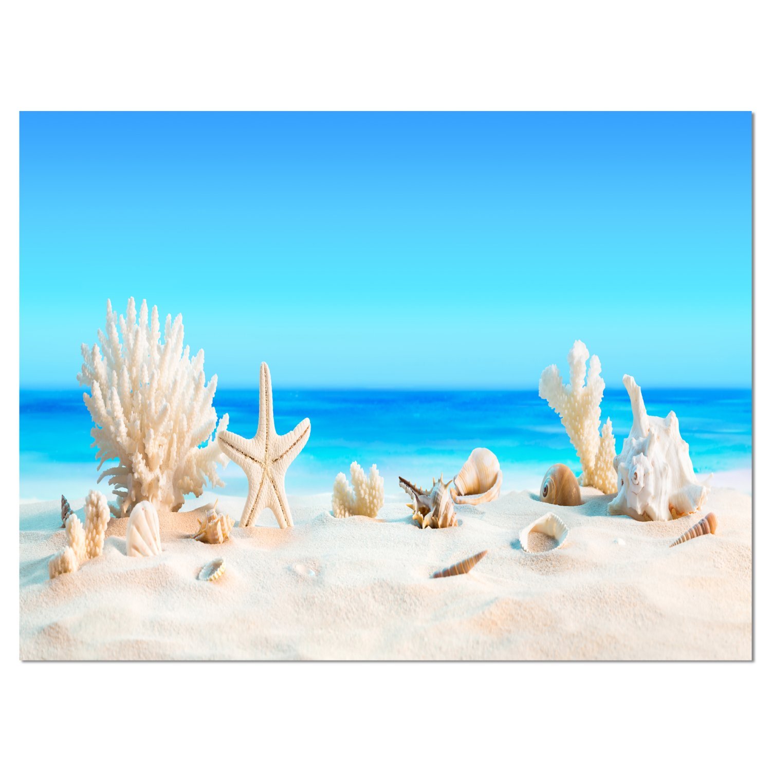 Tropical Beach Seashells Photo Canvas Print - Coastal Wall Art for Living Room, Bedroom & Office Decor