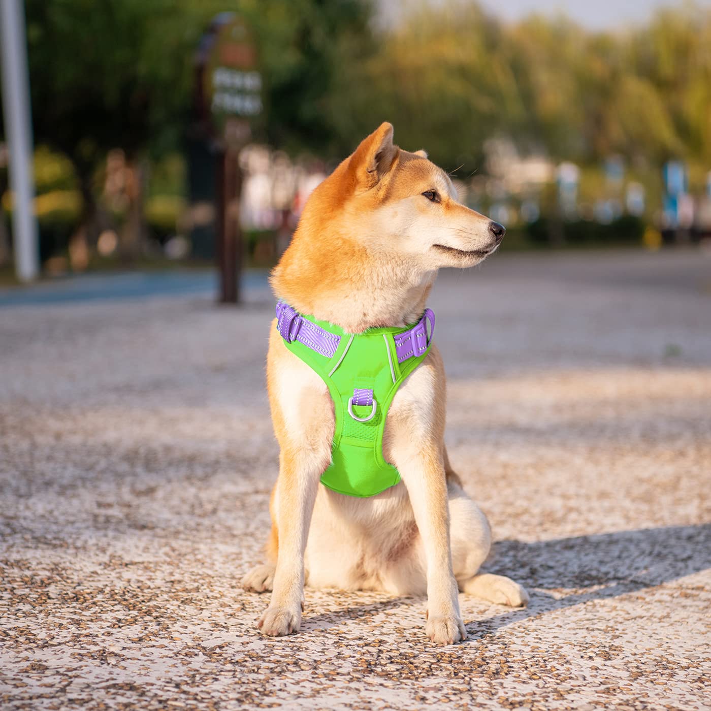 PHOEPET No Pull Dog Harness - Reflective Adjustable Dog Vest with Soft Training Handle & Metal Clips for Small, Medium, Large Dogs | Green Base & Purple Straps (Size M) | Perfect for Walking, Running, Training & Nighttime Safety