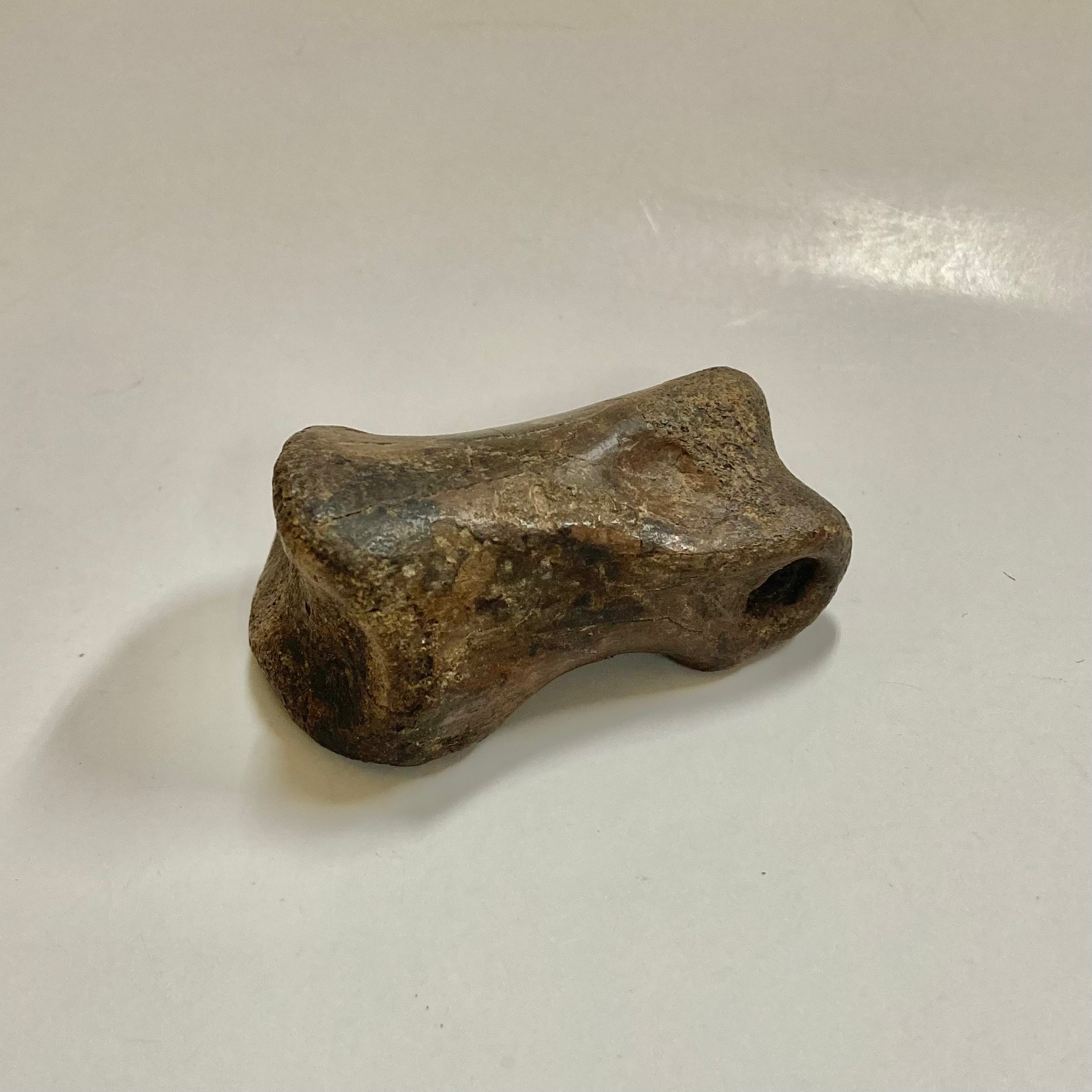Authentic Ornithomimidae Dinosaur Finger Bone Fossil - Rare Collectible for Paleontology Enthusiasts & Science Education - Perfect for Display, Gifts, and Museum Exhibits