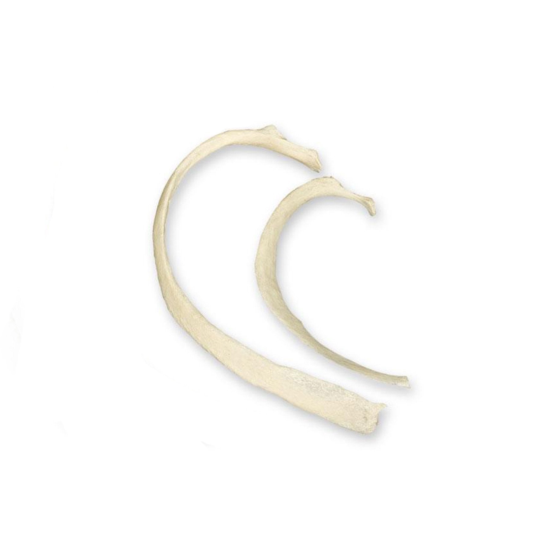 18 Inch Real Human Rib Bone - Perfect for Halloween Decor, Medical Study, and Gothic Home Decor