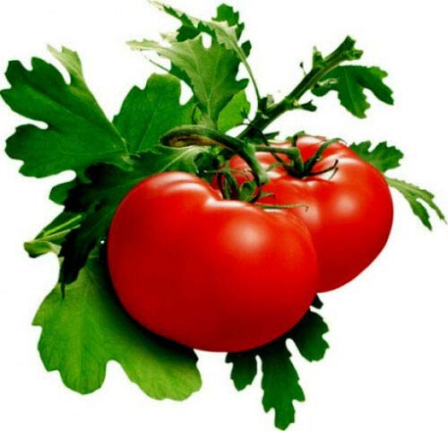 Lulu Certified Tomato Seeds - 50 Count Pack for Home Garden, Organic & Delicious - Grow Record-Breaking Tomatoes for Salads, Sauces & Fresh Eating