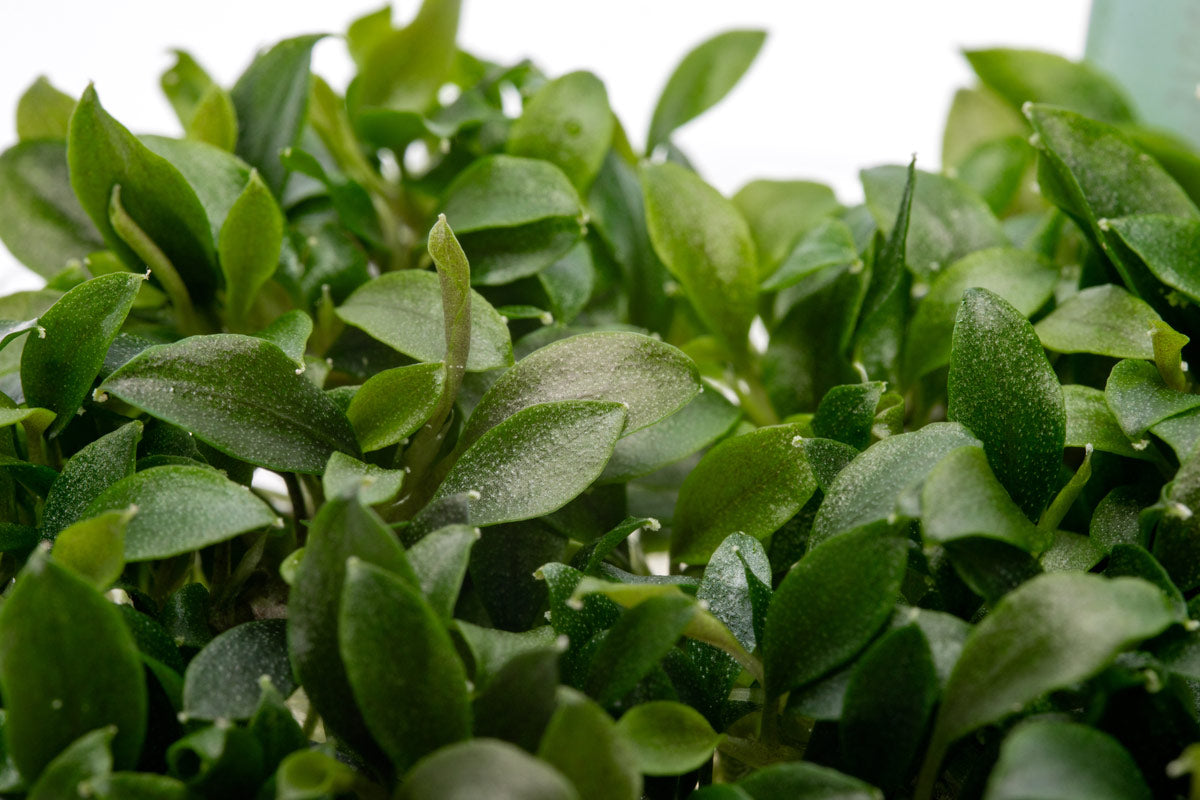 Bucephalandra Sanggau Mini Wavy Live Aquarium Plant - Rare Aquatic Plant for Fish Tanks, Aquascaping & Nano Tanks | Perfect for Low-Tech & High-Tech Aquariums