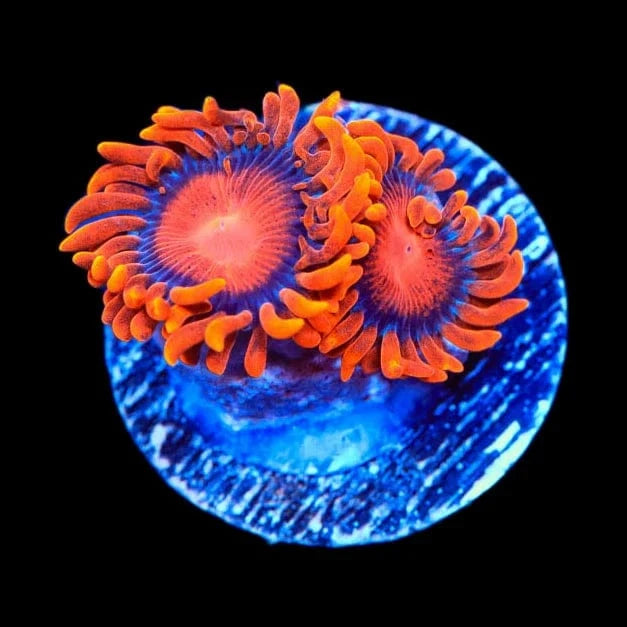 Bam Bam Zoanthids Coral - Vibrant Saltwater Coral for Reef Aquariums | Perfect for Marine Tanks, Nano Reefs & Coral Frag Racks