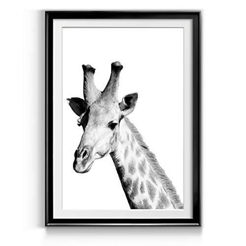 Safari Giraffe