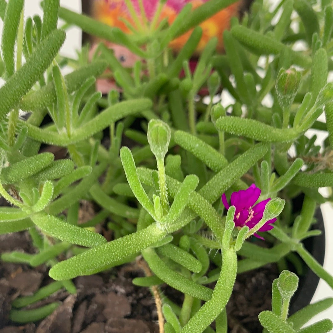 Mesembryanthemum 'Mauve' Seeds - Vibrant Purple Ice Plant for Drought-Tolerant Gardens, Rock Gardens & Ground Cover | Perfect for Xeriscaping & Coastal Landscapes