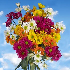 36 Assorted Fresh Cut Chrysanthemums & Daisies Bouquet - Premium Long Lasting Flowers for Birthday Gifts, Wedding Decorations, Anniversary Celebrations & Home Floral Arrangements