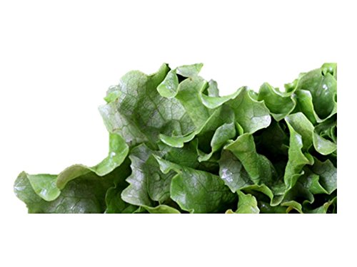 Black Seeded Simpson Leaf Lettuce Seeds - 20,000 Seeds or 1 oz Pack - Non-GMO, Heirloom Variety for Fresh Salads, Home Gardening & Hydroponic Growing