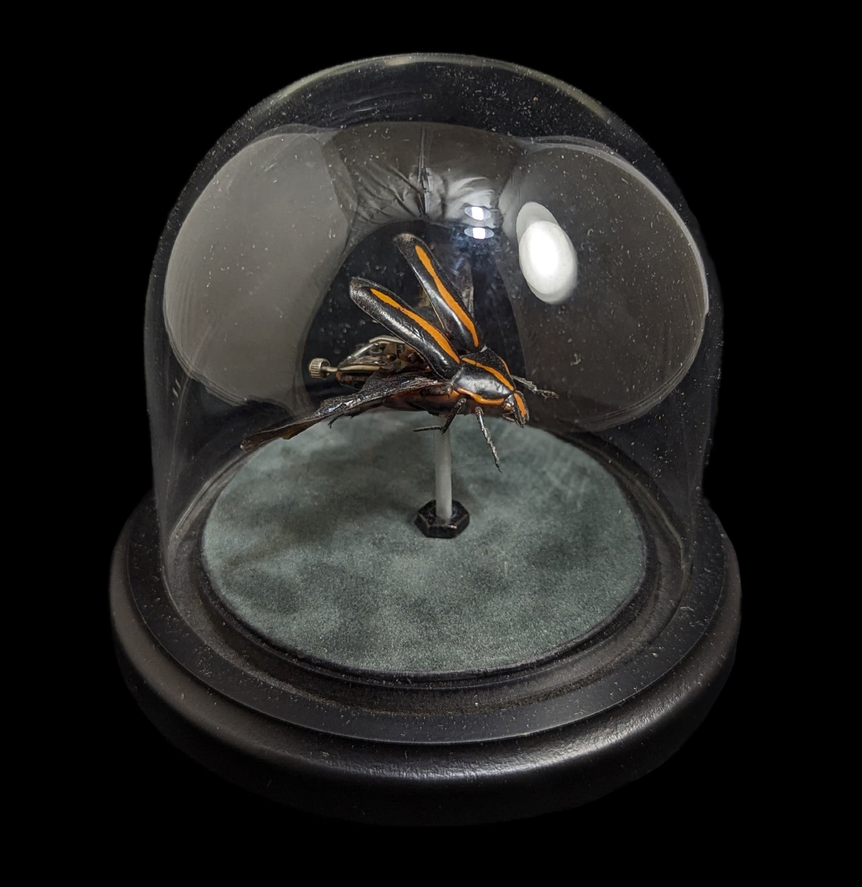 Clockwork Cetonidae: Clerota Rigifica - Premium Mechanical Insect Model for Collectors & Science Enthusiasts | Perfect for Home Decor, Educational Displays & Unique Gifts