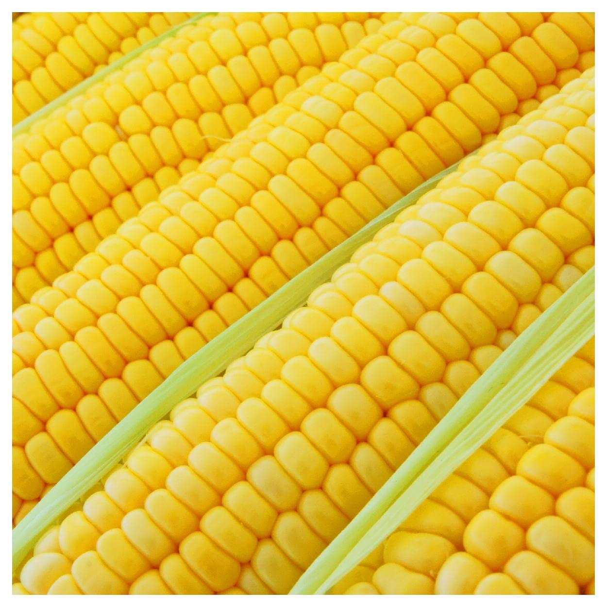 Everwilde Farms - 1/4 Lb Bodacious Hybrid Sweet Corn Seeds - Non-GMO, High Yield, Gold Vault Bulk Pack - Perfect for Home Gardening, Backyard Planting & Farmers Market Crops