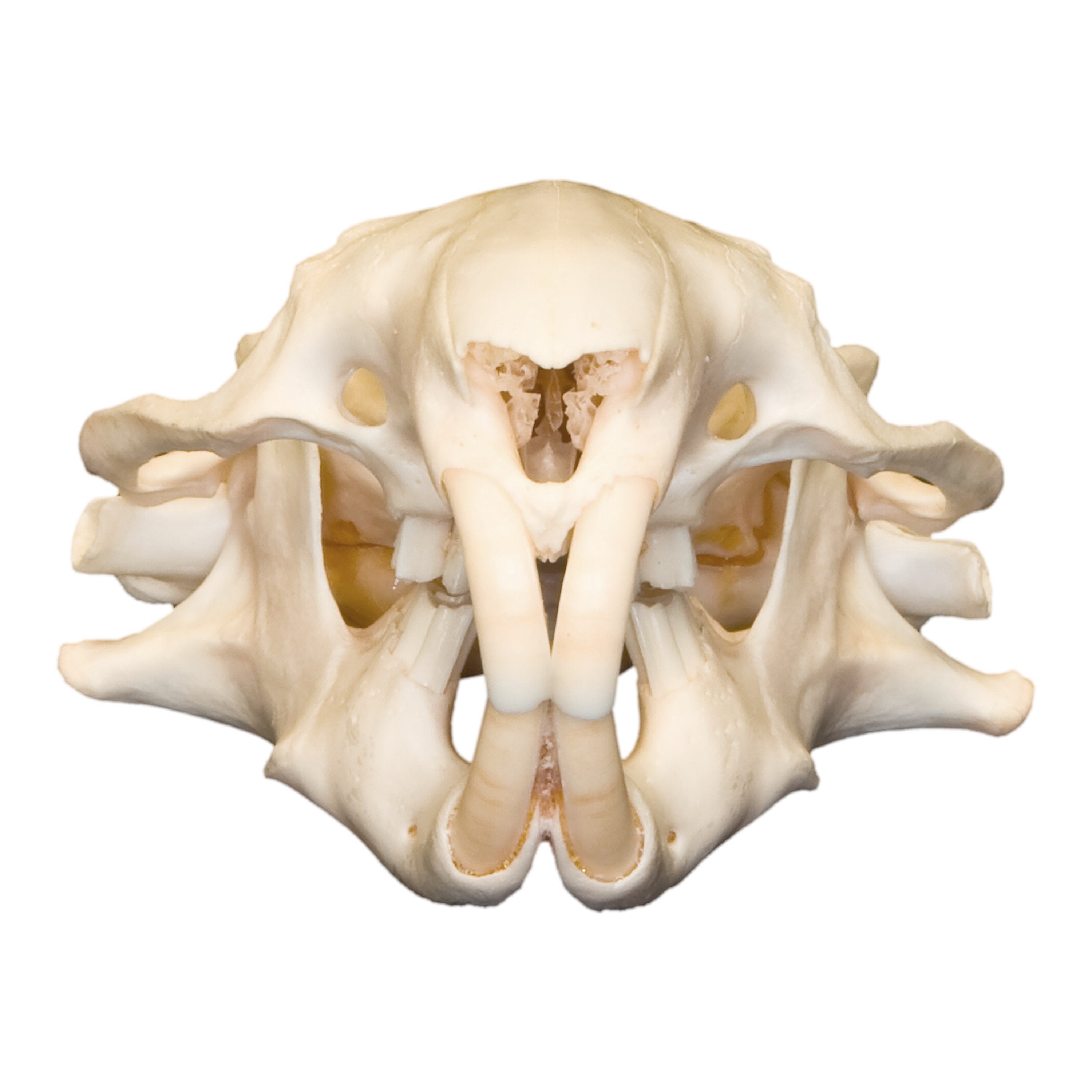 Real Mountain Beaver Skull - Authentic Taxidermy Specimen for Collectors & Decor | Perfect for Gothic Home Decor, Cabinets of Curiosities & Educational Displays