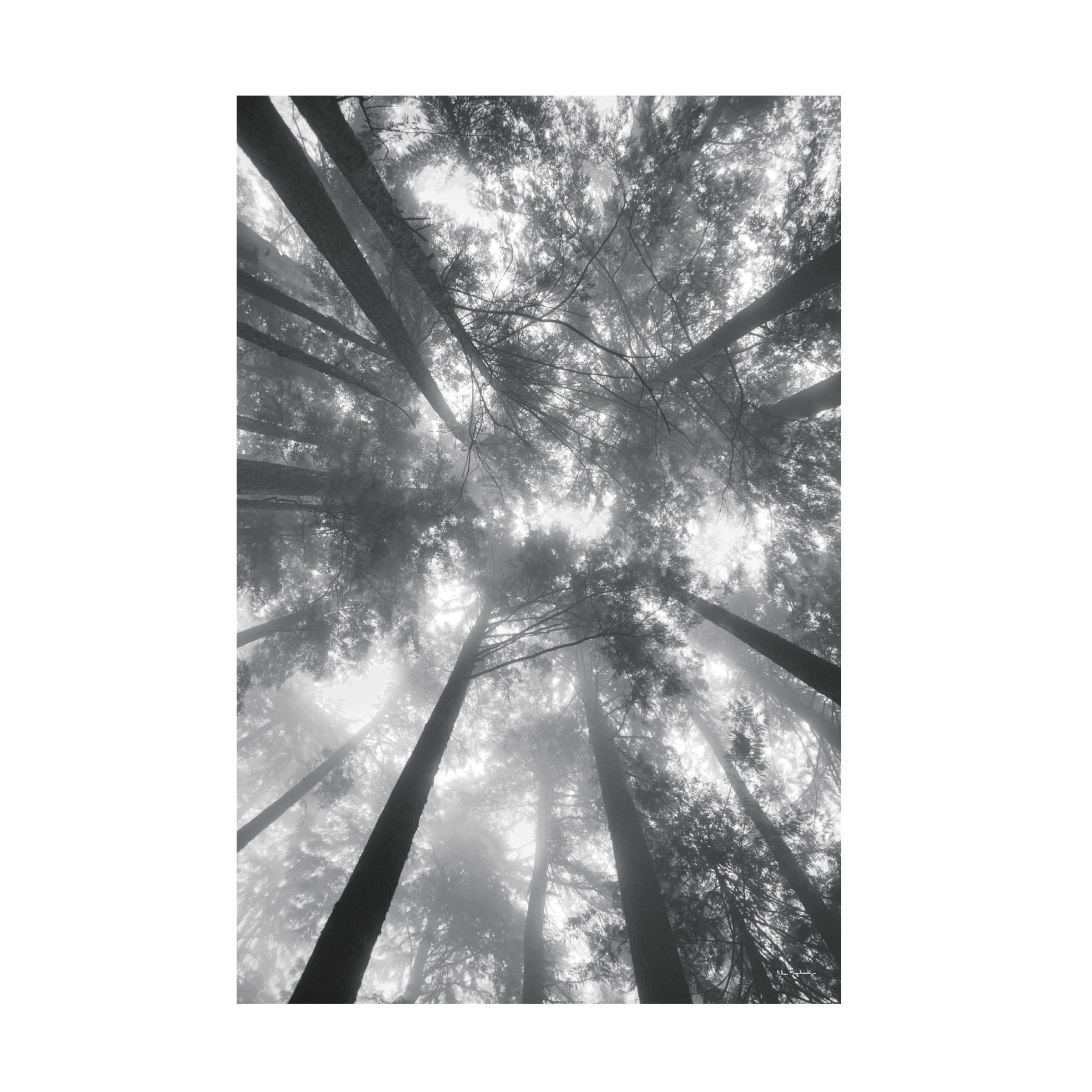Alan Majchrowicz 'Fir Trees I BW' Black & White Landscape Canvas Wall Art - Perfect for Living Room, Bedroom & Office Decor