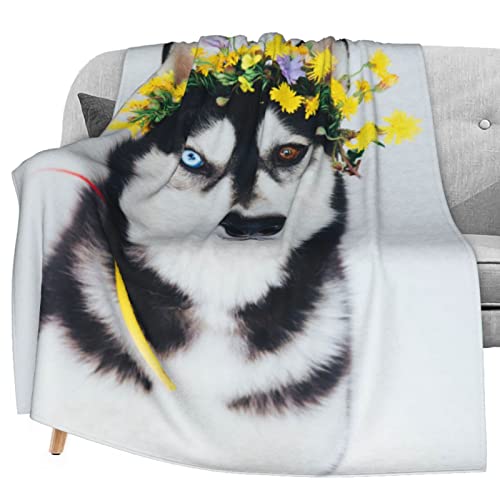 Husky Dog