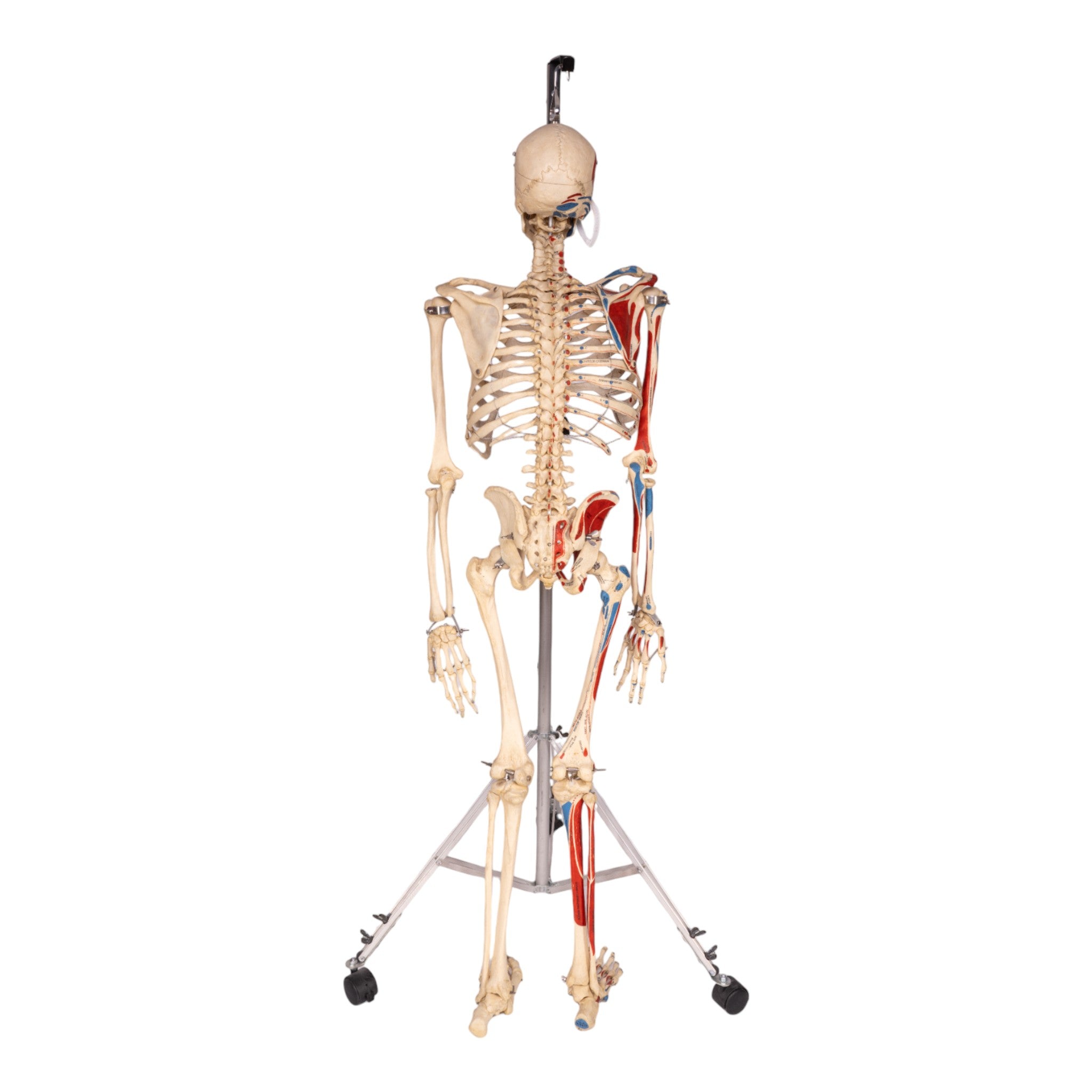 Realistic Articulated Human Skeleton Model - Hand-Painted Anatomical Display for Medical Education, Halloween Decor & Science Classrooms