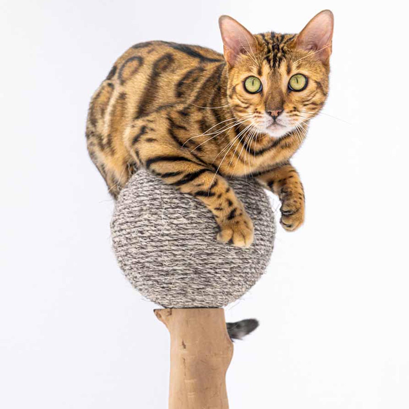 Little Rebels Palmdale 102cm Cat Tree with Scratching Posts & Perches - Multi-Level Playhouse for Indoor Cats - Perfect for Small Spaces & Apartments