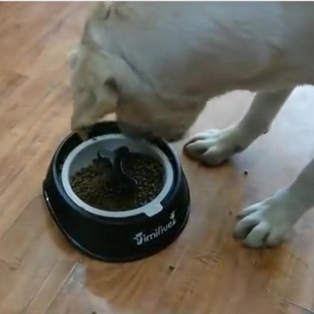MYADDICTION Rotating Slow Feeder Dog Bowl - Rose Red - Interactive Puzzle Feeder for Puppies & Cats - Prevent Bloat & Improve Digestion - Perfect for Fast Eaters, Mealtime Enrichment & Training