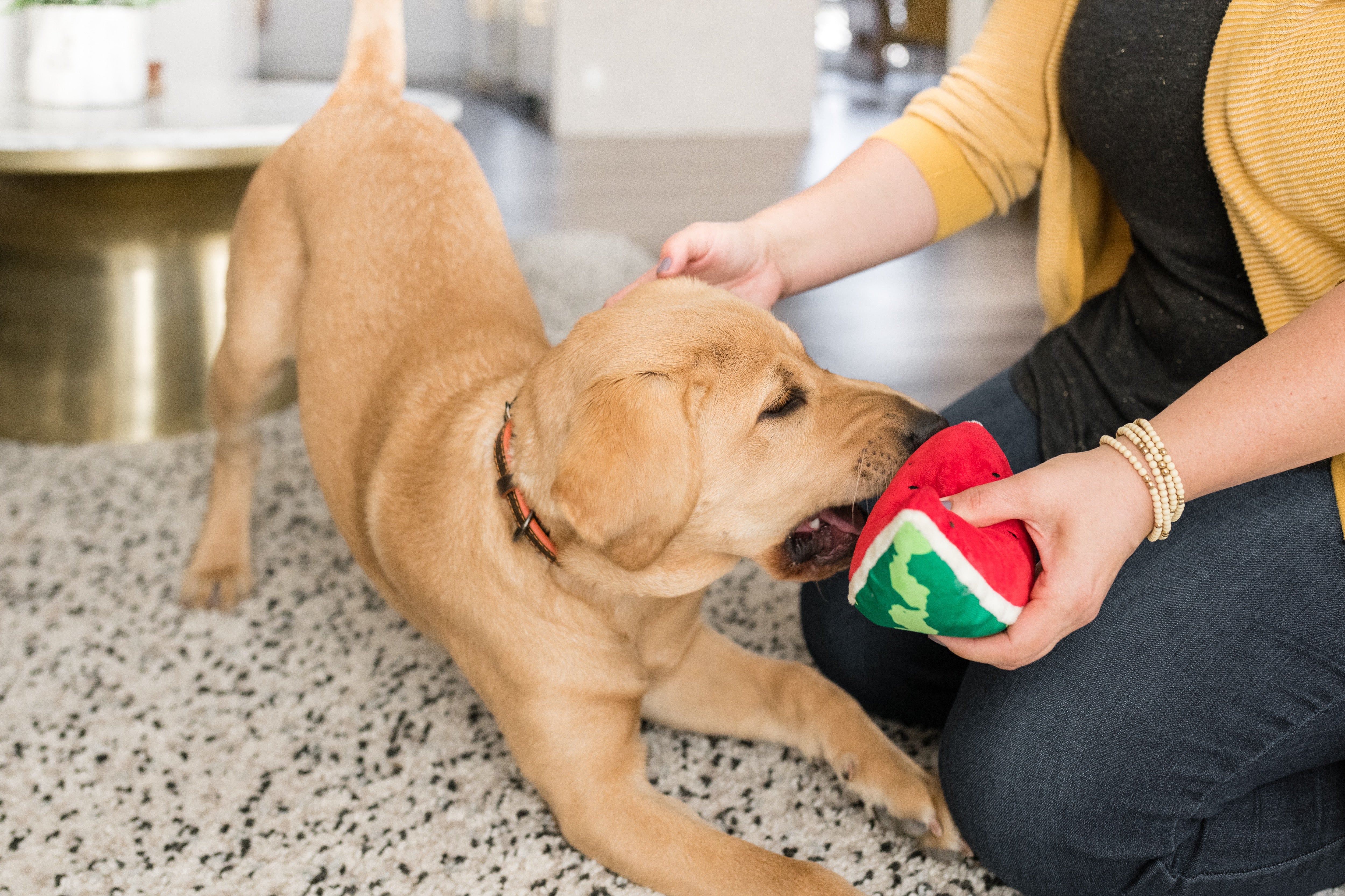 Tropical Paradise™ Watermelon Dog Plush Toy - Durable & Fun Chew Toy for Small & Large Dogs | Perfect for Playtime, Training & Cuddling | Pet P.L.A.Y.