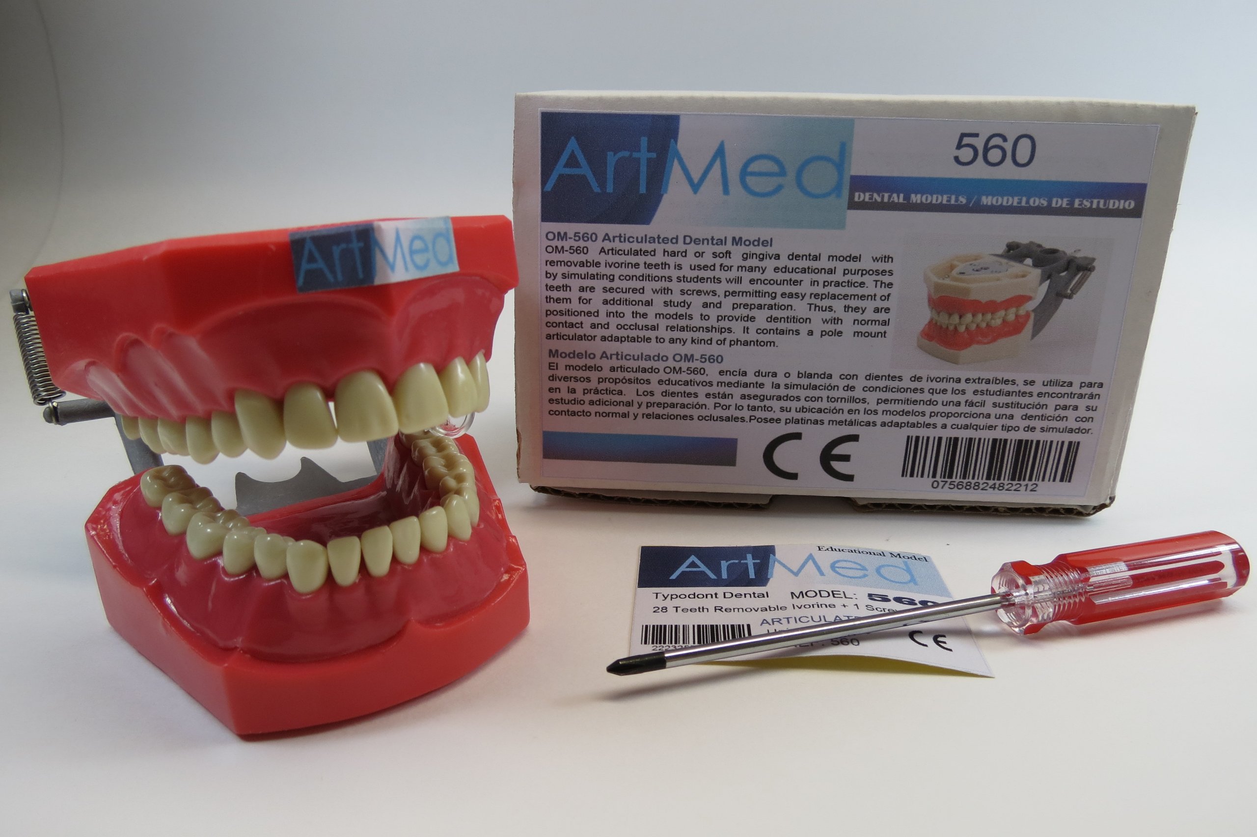 Dental Typodont Anatomy Model - Removable Ivory Teeth for Dental Education & Training - ARTMED Model 560 - Perfect for Students, Dentists & Dental Labs