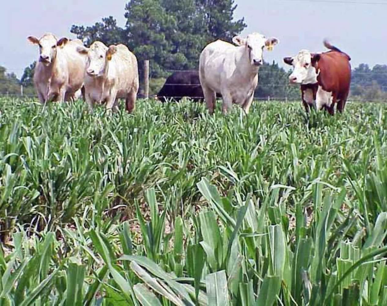 Certified Tifleaf 3 Hybrid Pearl Millet Seeds - 50 lbs Bulk Package | Hancock Seed Co. | High-Yield Forage for Livestock & Wildlife Food Plots | Perfect for Pastures, Hay Production & Erosion Control