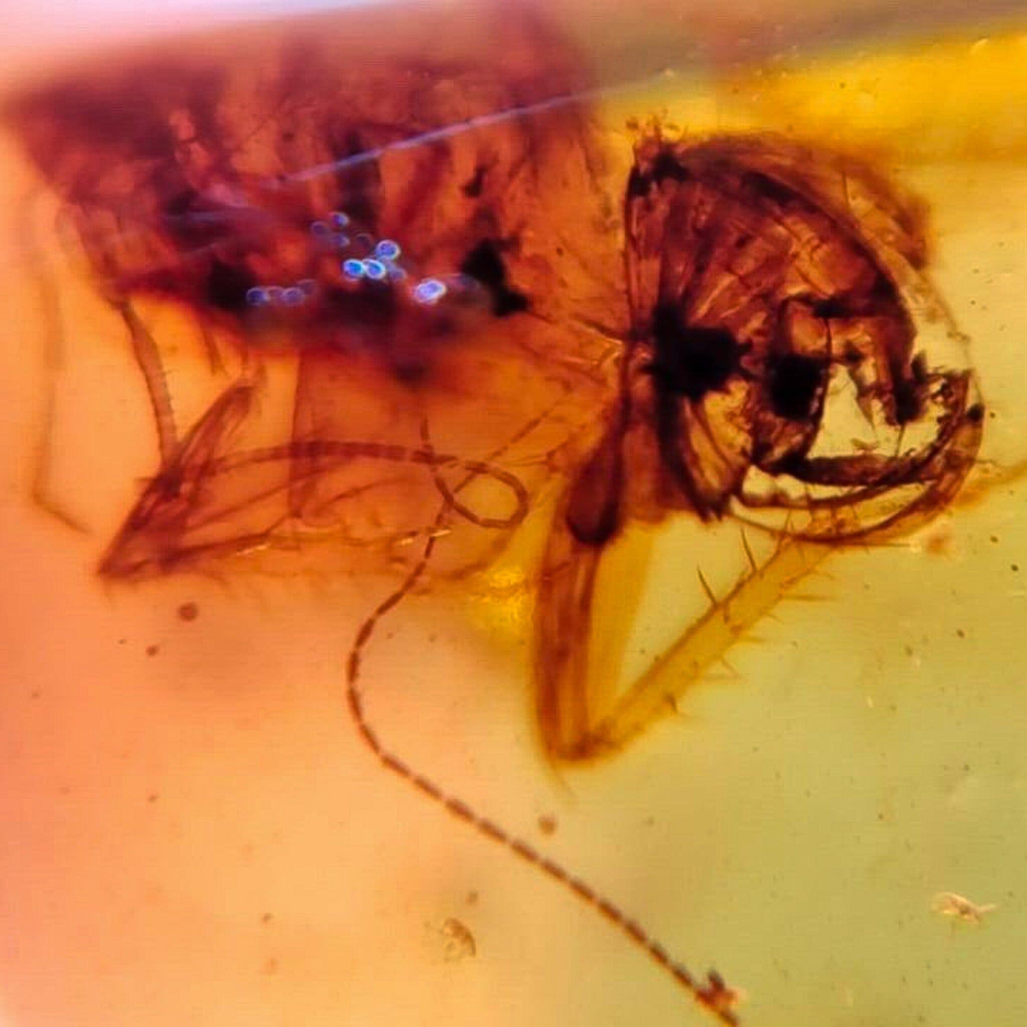 Authentic Burmese Insect Amber Fossil - Rove Beetle & Roach in Burmite from Cretaceous Dinosaur Era | Rare Collector's Specimen for Science Education & Home Decor