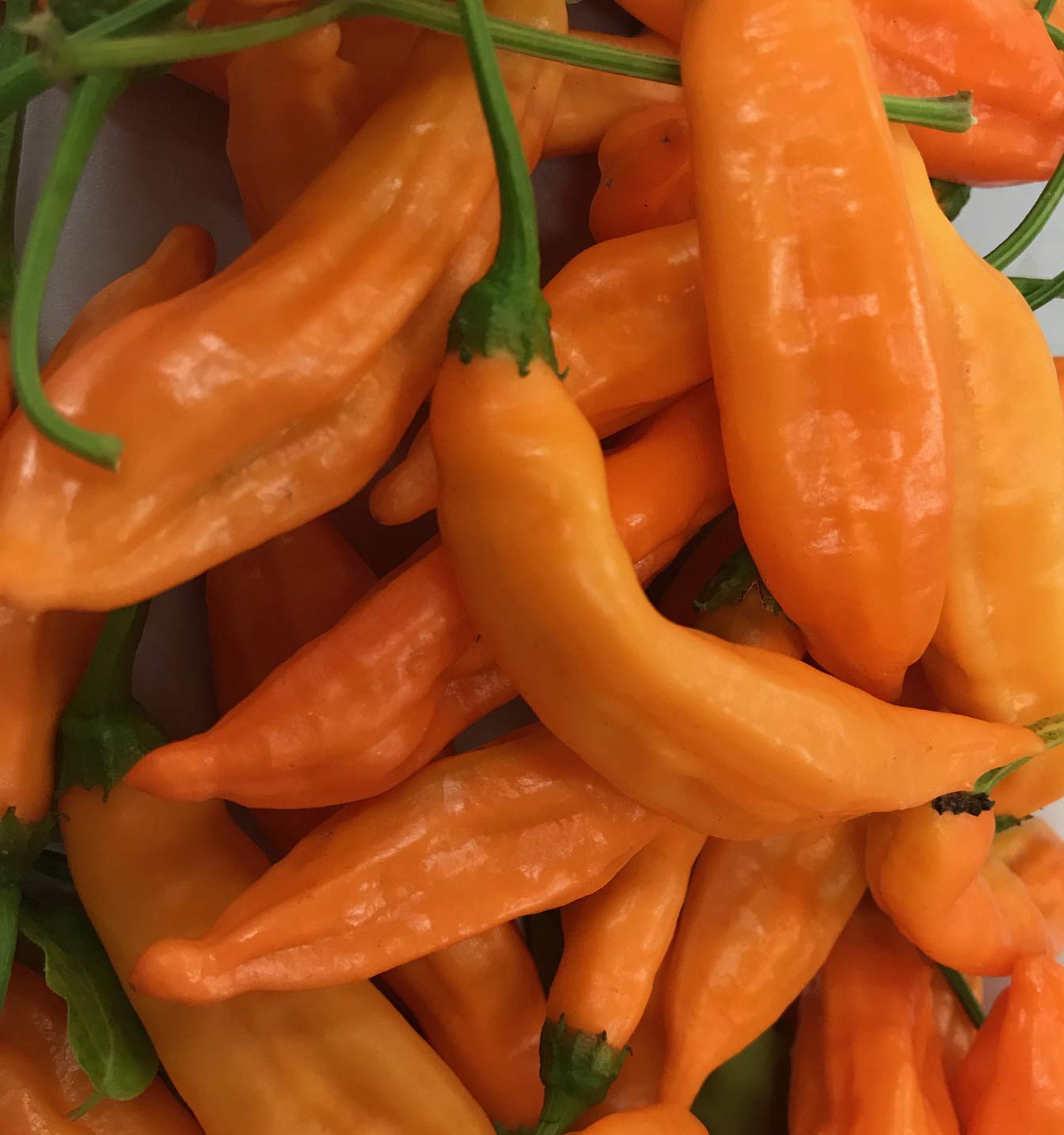 Heirloom Aji Orange Drop Limon Kellu Uchu Chile Pepper Seeds - Premium Planting Packet for Home Gardeners | Grow Your Own Spicy Peppers for Cooking & Hot Sauces