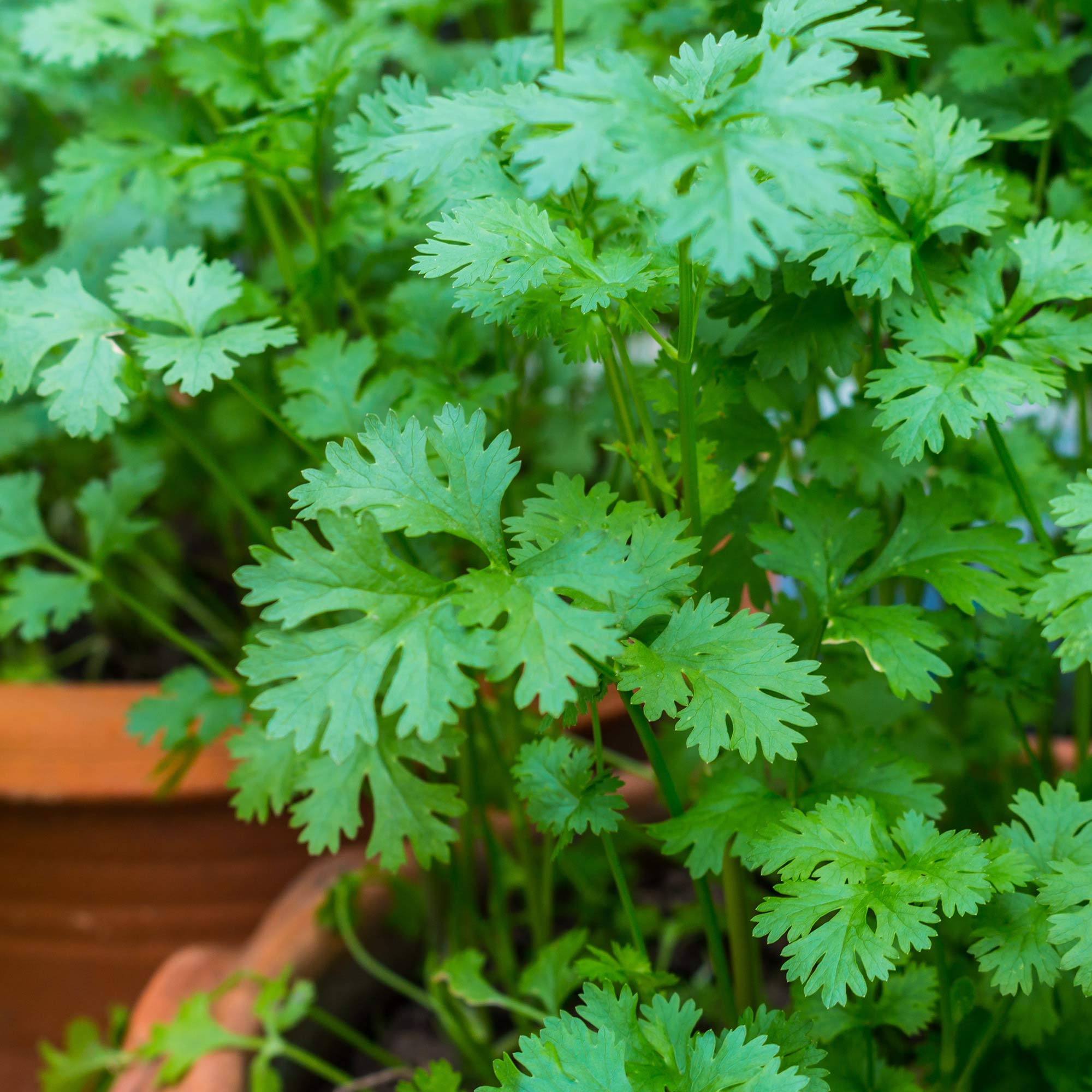Organic Cilantro Seeds - 1oz Non-GMO for Herb & Microgreens Gardening - Cooking & Salads