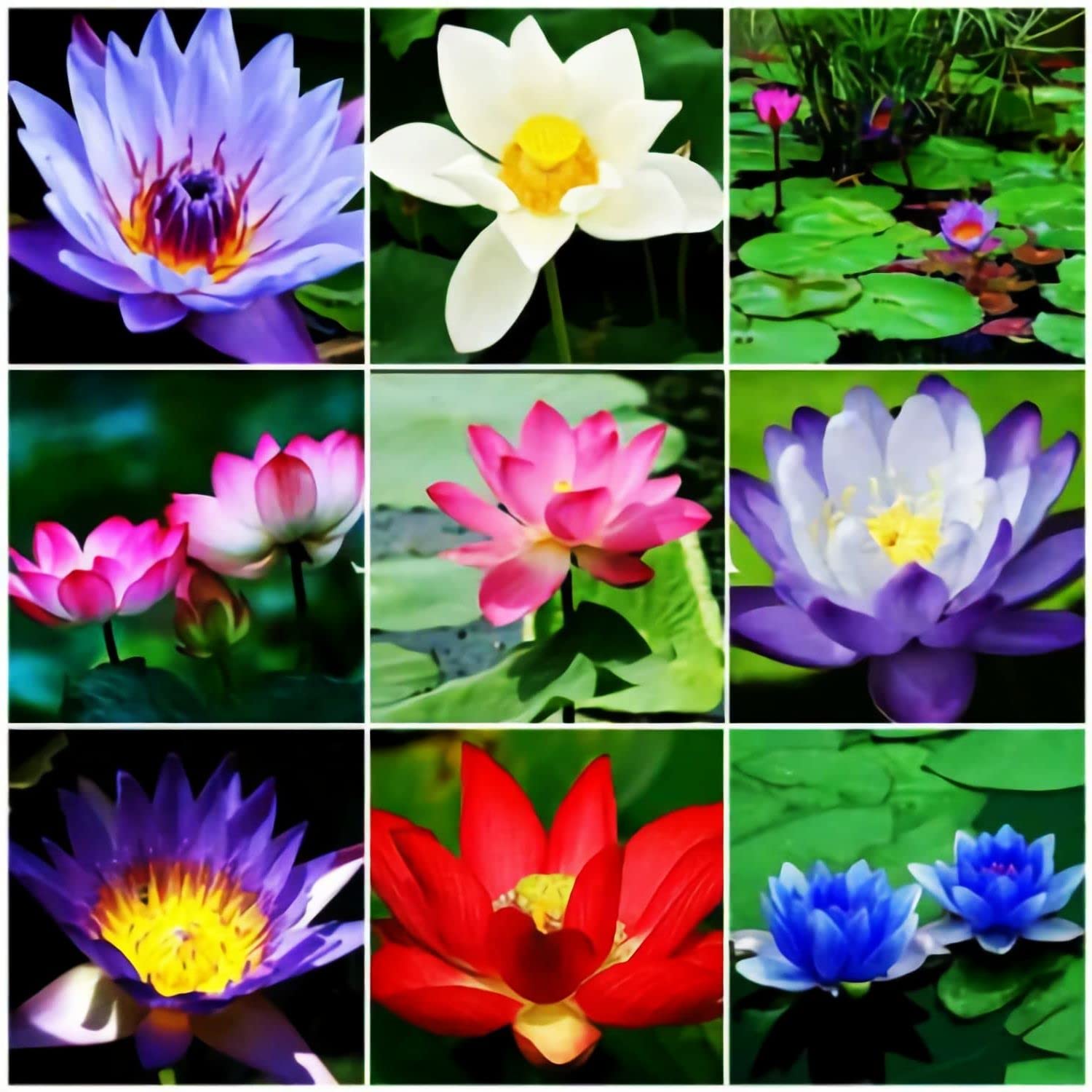 SEEDS4SPRING 10 Pcs Mixed Bonsai Lotus Flower Seeds & Water Lily Seeds - Premium USA-Made Aquatic Plant Seeds for Garden Ponds, Water Features & Indoor Hydroponics - Perfect for Zen Gardens, Home Decor & DIY Water Gardening Projects