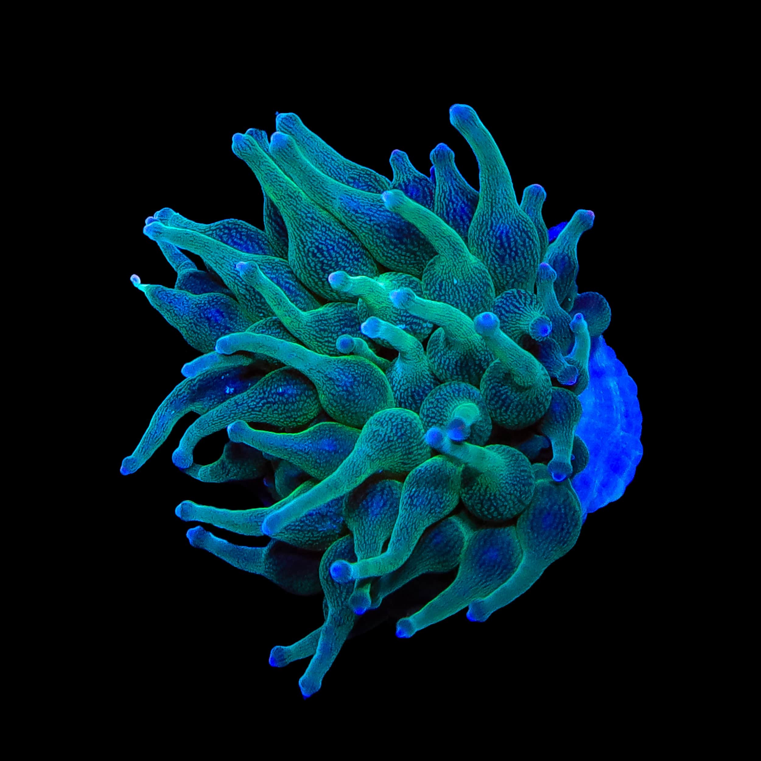 Premium ECC Nexus Joker Bubble Tip Anemone for Saltwater Aquariums - Vibrant Coral Reef Tank Decoration & Marine Fish Habitat Enhancer