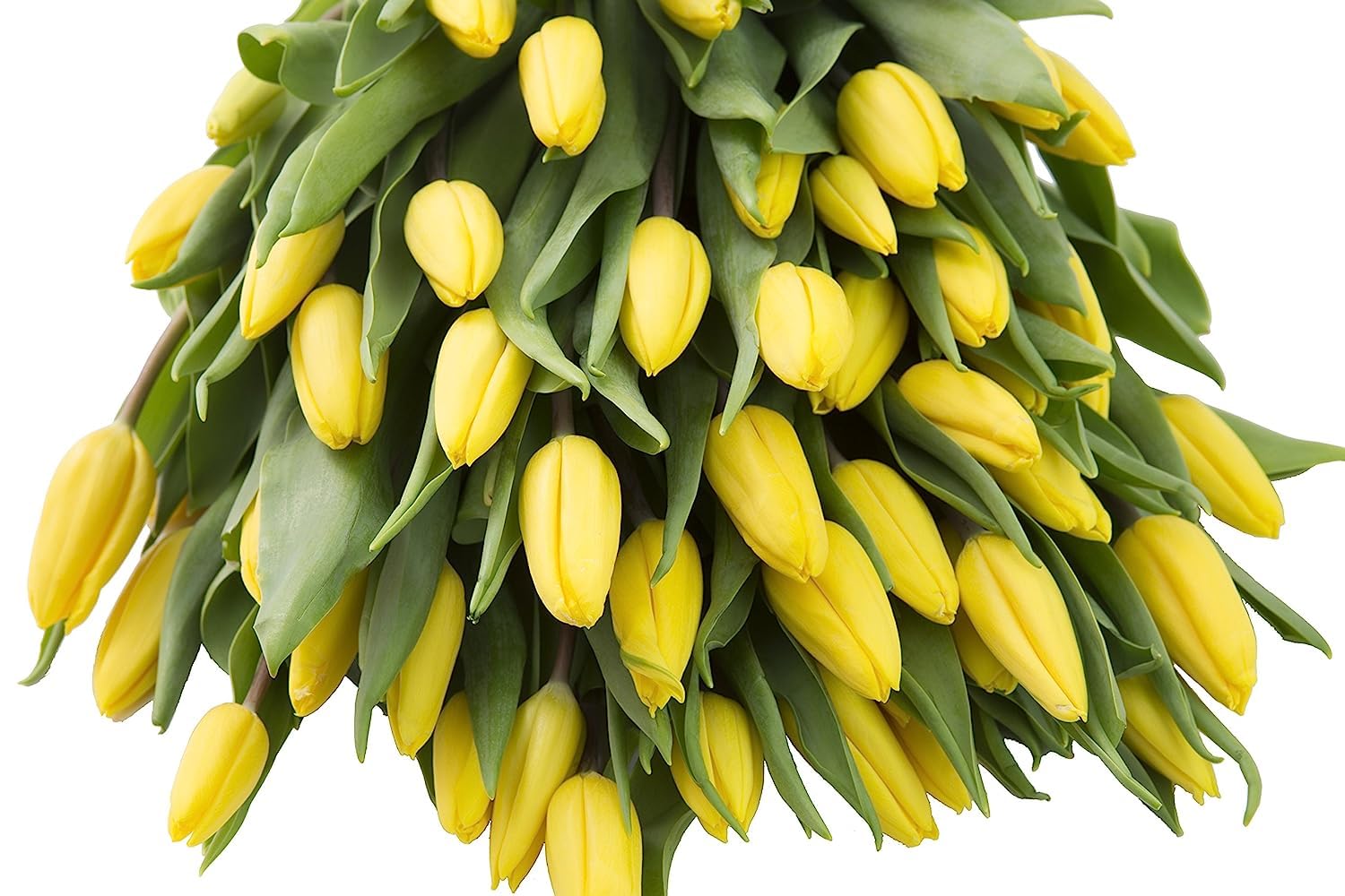 Fresh Yellow Tulip Bouquet - 30 Stems Premium Cut Flowers from KaBloom Collection | Perfect for Weddings, Home Decor & Birthday Gifts