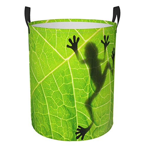 Frog Shadow on Leaves