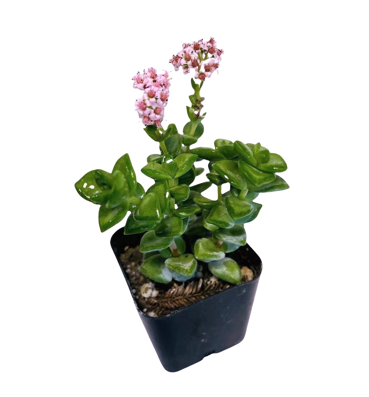 Live Succulent Cactus Plants - Crassula Rupestris in 2 Inch Pots | Drought-Tolerant Indoor/Outdoor Houseplants for Home Decor, Office Desk & Garden Arrangements