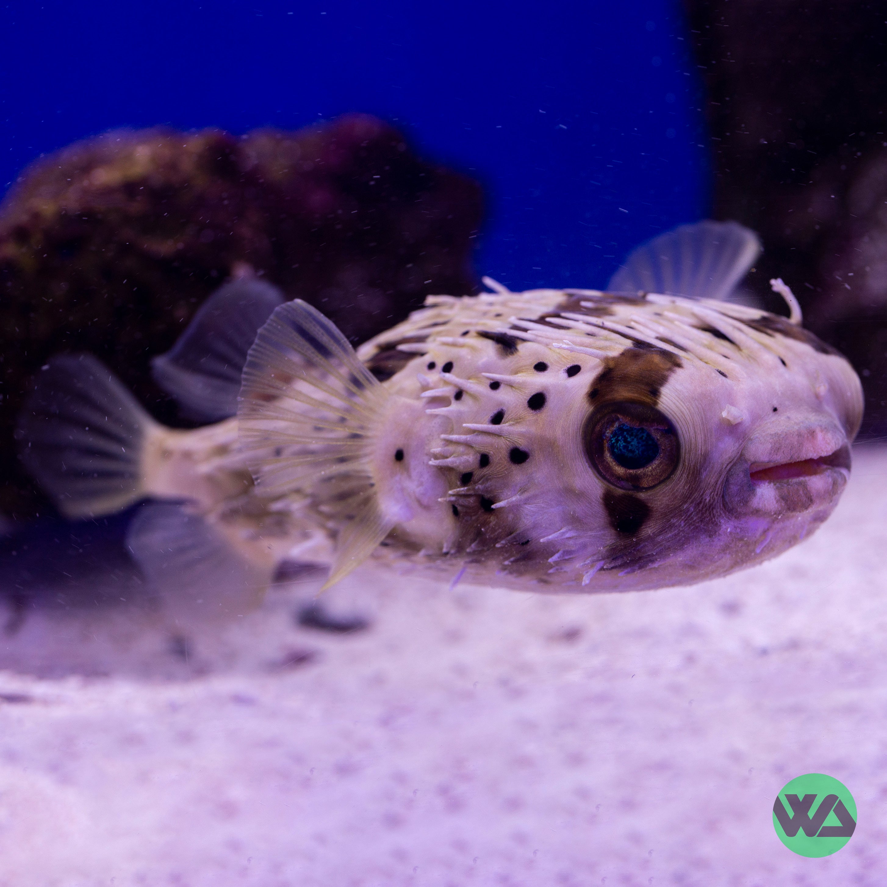 Porcupine Puffer Fish (Diodon holocanthus) - Saltwater Aquarium Fish for Marine Tanks & Coral Reef Ecosystems