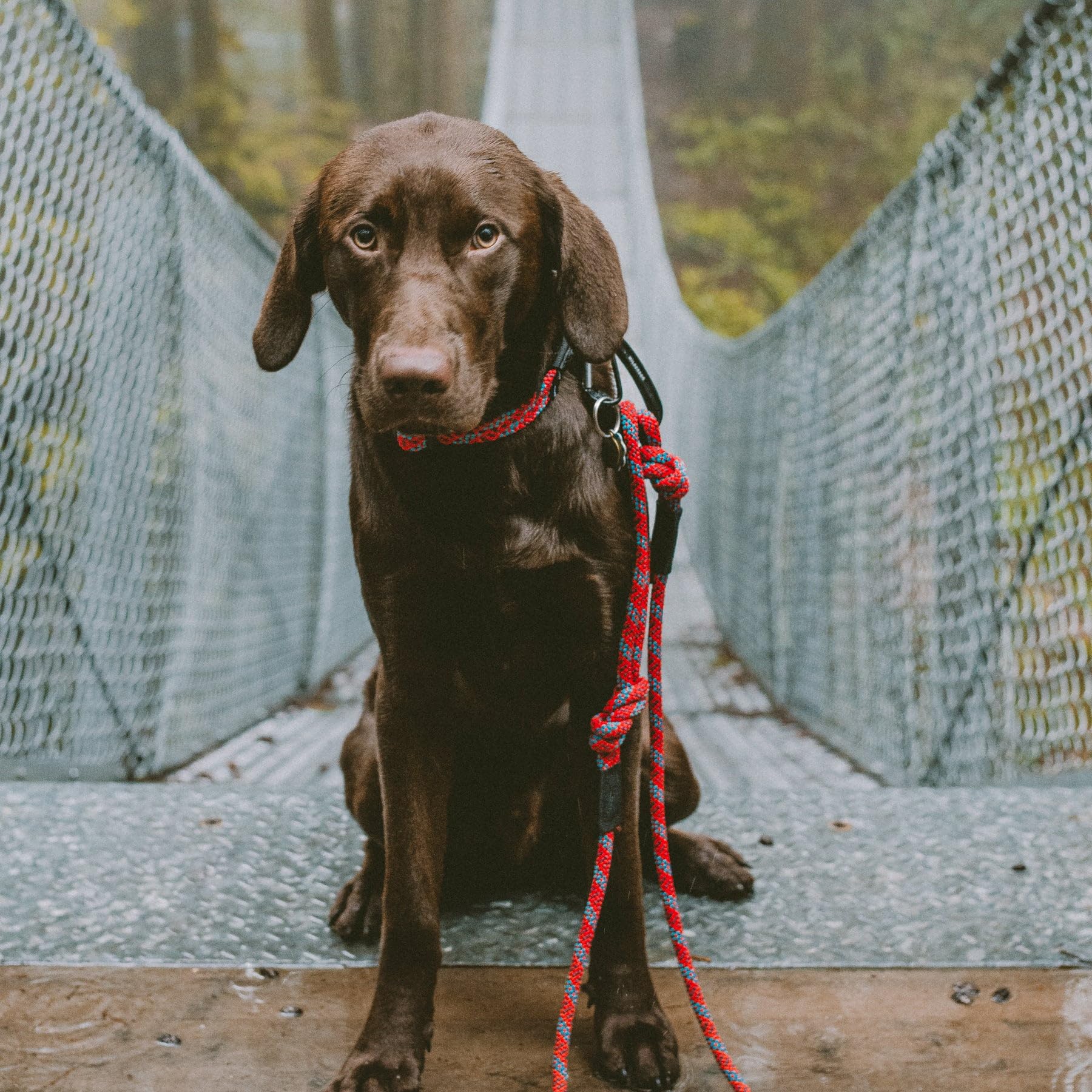 Wilderdog Heavy Duty Carabiner Climbing Rope Dog Leash - 10ft Durable Leash for Medium & Large Dogs - Maple Wood Handle - Perfect for Hiking, Camping & Outdoor Adventures